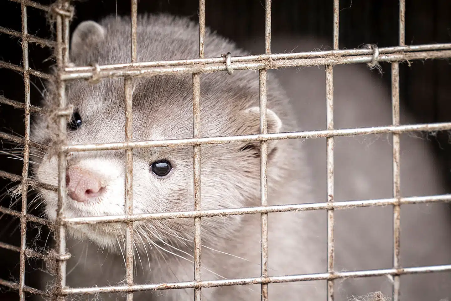 Det er ikke nemt at være pelsdyravler i en coronatid. Nu lukker og slukker avlerne i Kopenhagen Fur det modeselskab, de i 2012 etablerede under navnet Oh By Kopenhagen.