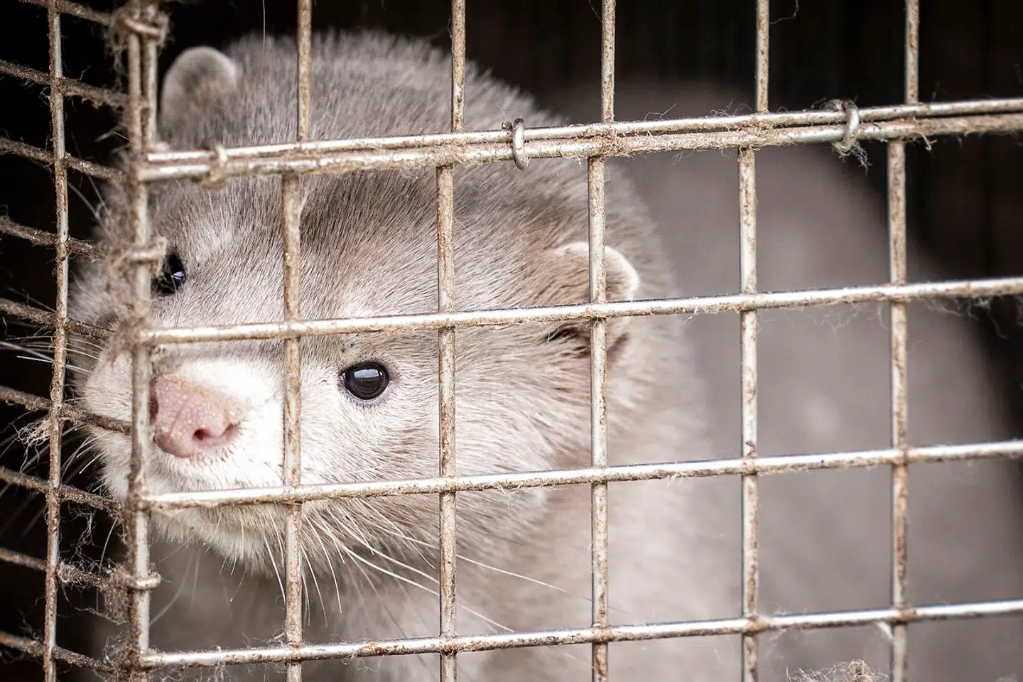 Det er ikke nemt at være pelsdyravler i en coronatid. Nu lukker og slukker avlerne i Kopenhagen Fur det modeselskab, de i 2012 etablerede under navnet Oh By Kopenhagen.