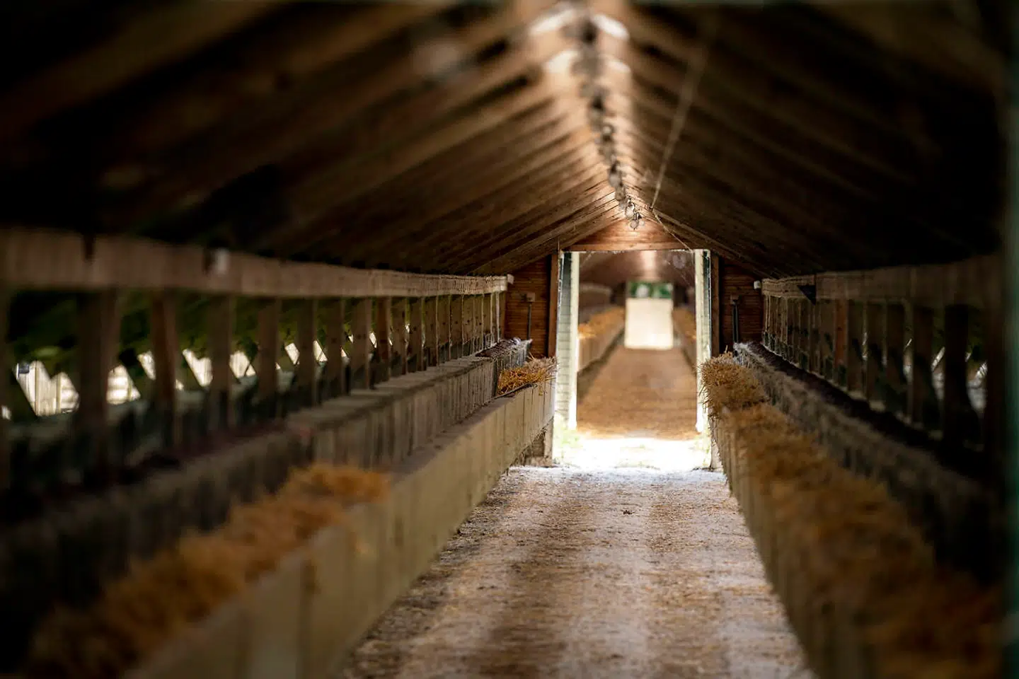 Aflivning af de mange mink kan være forgæves, idet det går alt for langsomt med aflivningen, såfremt denne ifølge eksperter skal have en effekt.