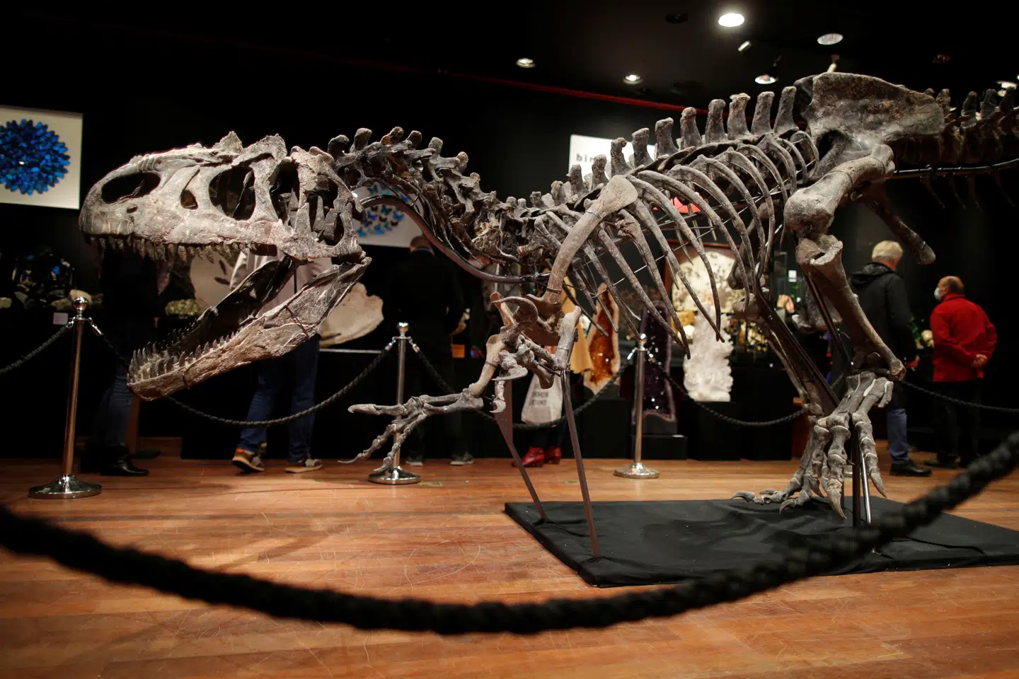 Skelettet solgt i Paris er mere end ti meter langt og 3,5 meter højt ifølge auktionshuset. Det blev fundet i delstaten Wyoming i USA i 2016. Charles Platiau/Reuters