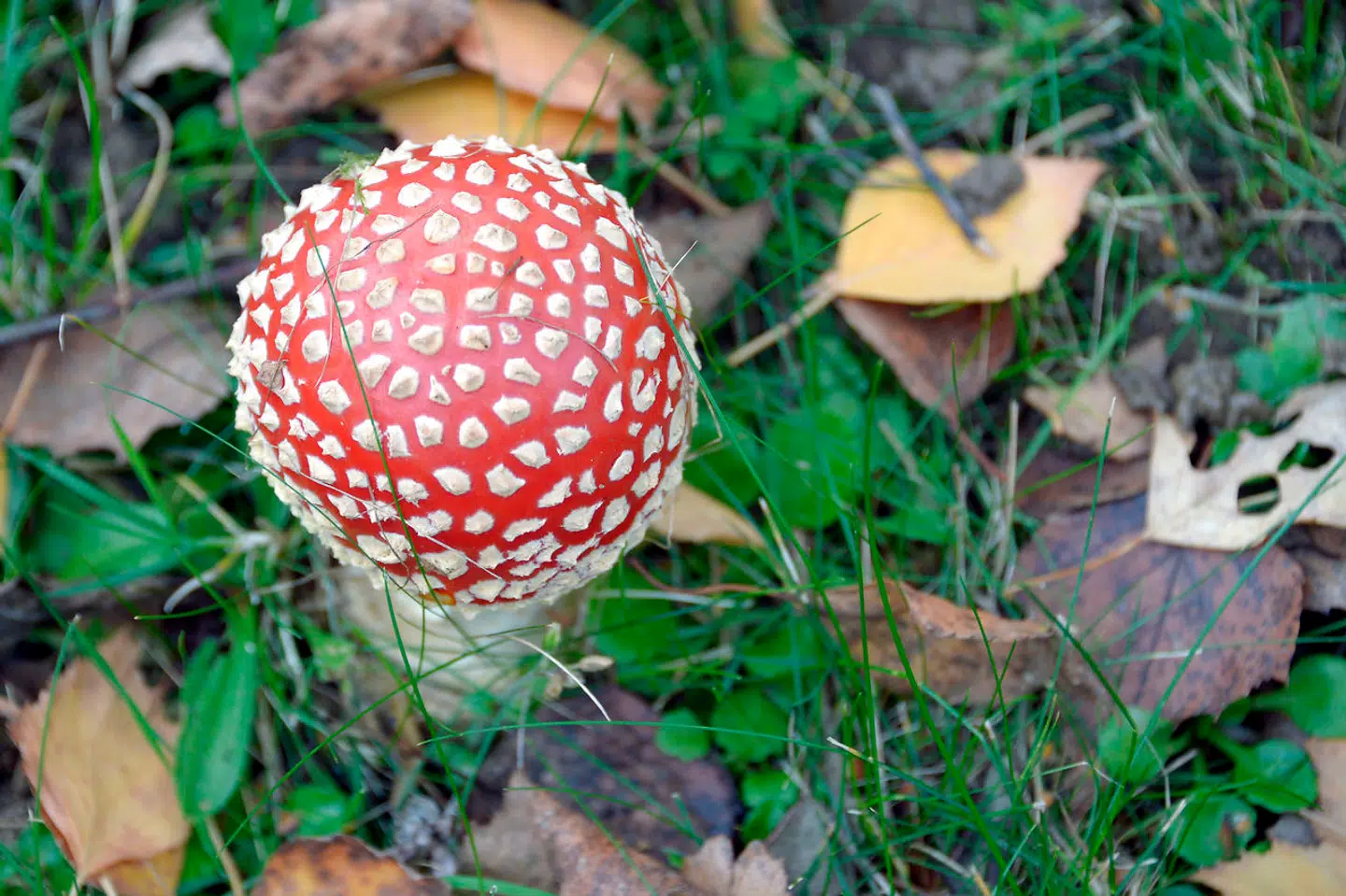 Rød fluesvamp er både euforiserende og giftig - og meget genkendelig i landskabet.