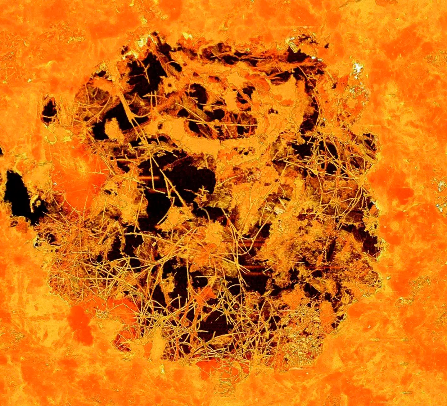 En fossileret svamp fundet på sydafrikansk grund i et 2,4 millioner år gammelt stykke lava.