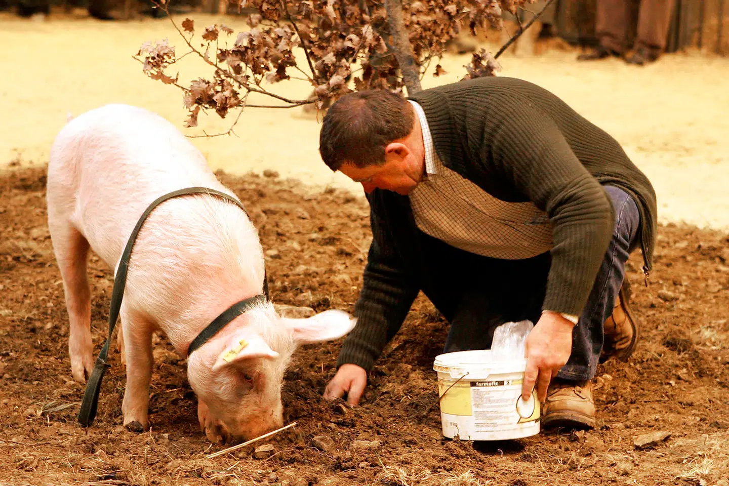 Grise er stadig i anvendelse som opsnusere af trøffewl på fransk jord - også selv om man faktisk ikke forstår dyrets smag for den kostbare svamp.