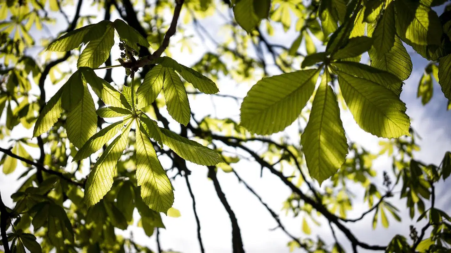 Opholdsforbuddene indebærer, at man ikke må tage ophold i visse områder, herunder dele af Fælledparken, Nørrebroparken og Kødbyen, fra klokken 18-06 fredag, lørdag og søndag.. (Foto: Liselotte Sabroe/Ritzau Scanpix)