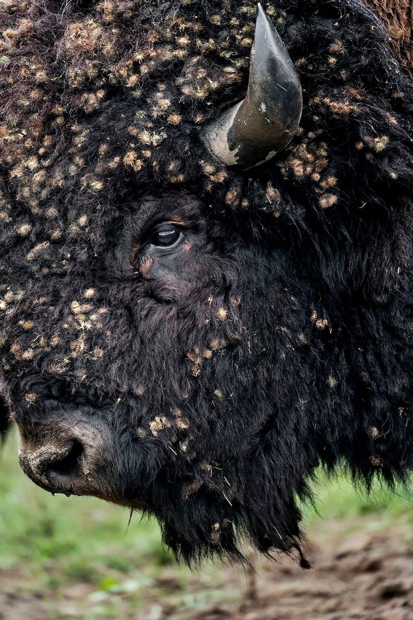 De største af Carl Brasseurs bisoner vejer omkring et ton.