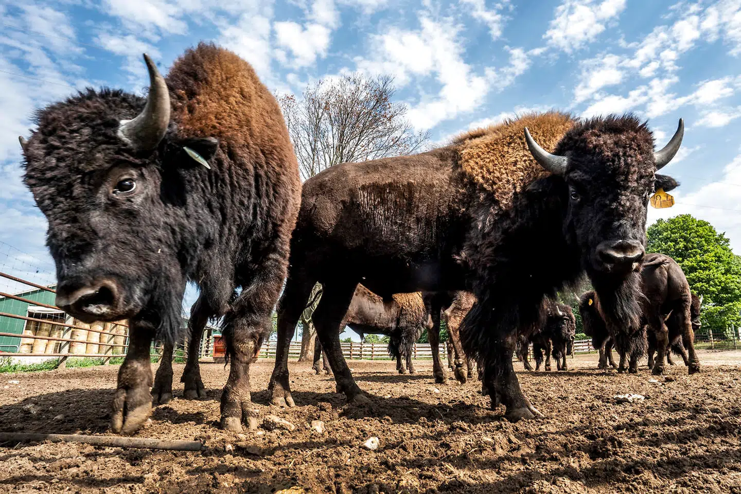 For øjeblikket er det en dårlig forretning for Carl Brasseur at have bisoner, da coronapandemien har presset priserne ned på grund af fortsat udbredt nedlukning af restauranter. For tre år siden fik han 2.000 dollar for en kalv. I dag får han under det halve.