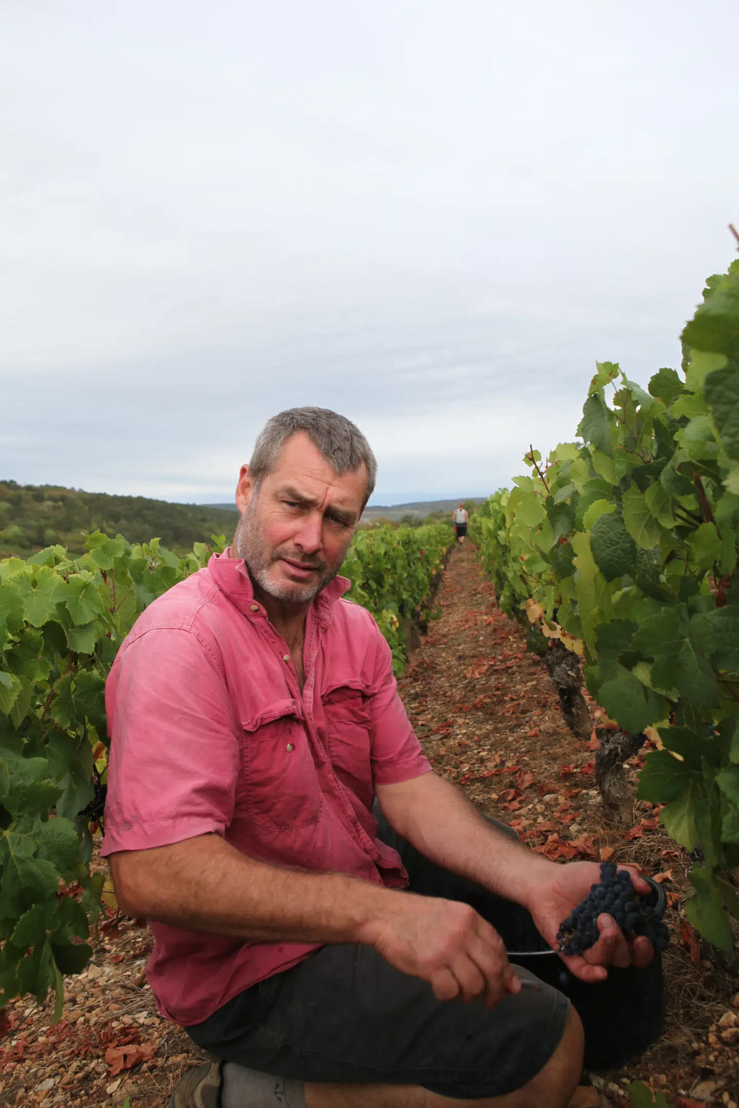 Mark Haisma er ikke tilfreds med mængden af druer i år.