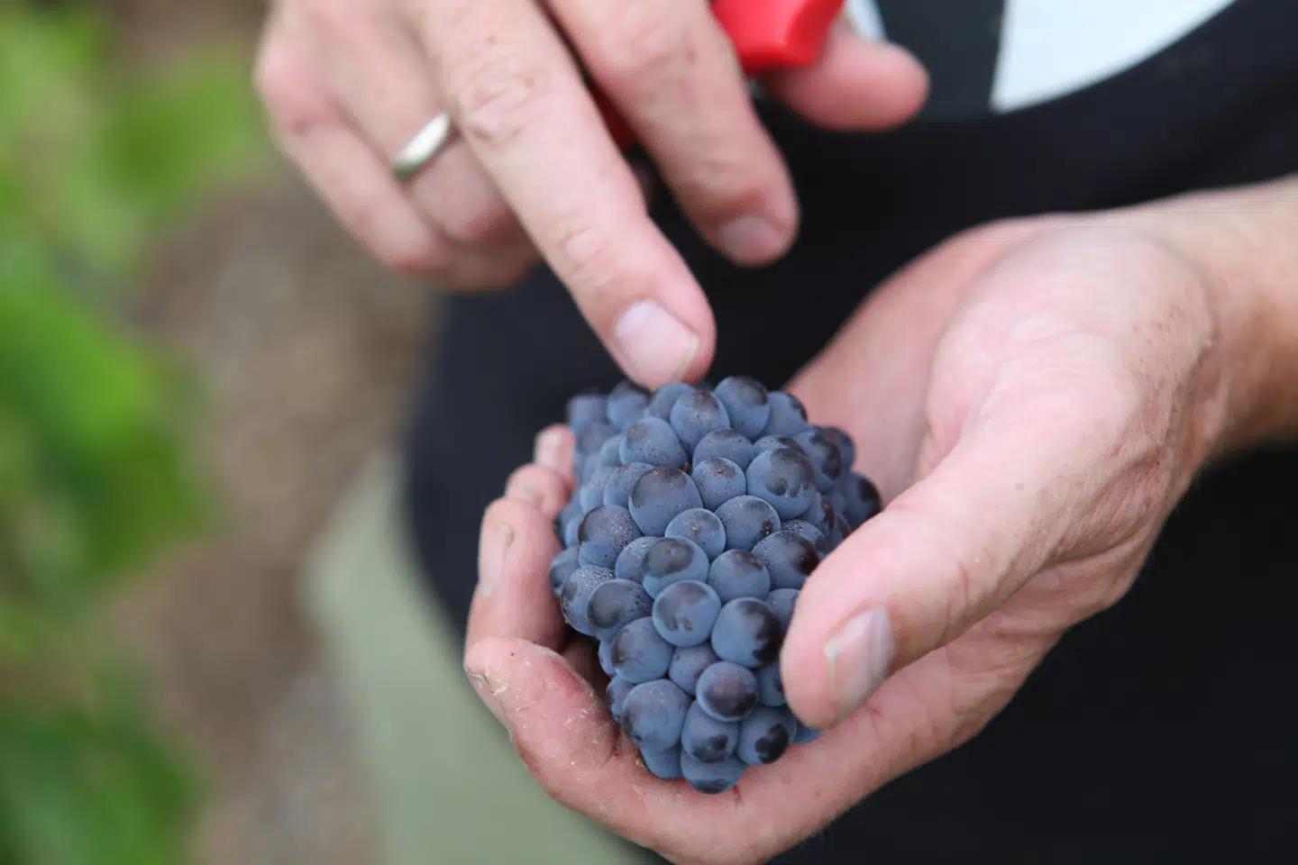 Druerne er små i år på grund af sommerens tørke.