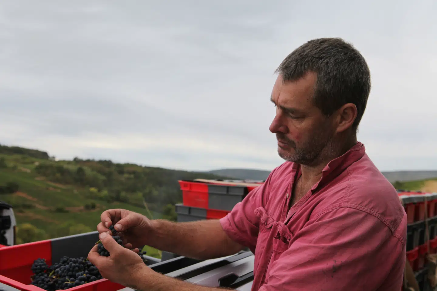 Mark Haisma ser på de små, indtørrede druer.