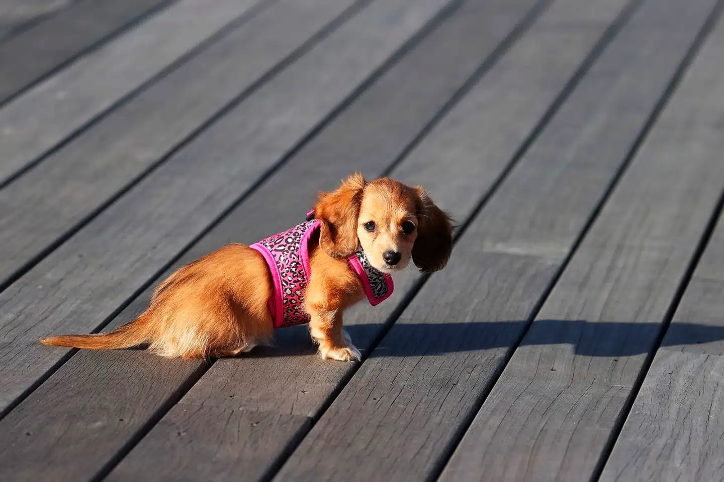 Det er ikke kun forbruget af håndsprit og hjemmefitnessudstyr, der er steget markant under coronapandemien. Danskernes trang til at få hund har også vist sig at vokse eksponentielt med antallet af tvungne hjemmearbejdsdage og aflyste udlandsrejser.