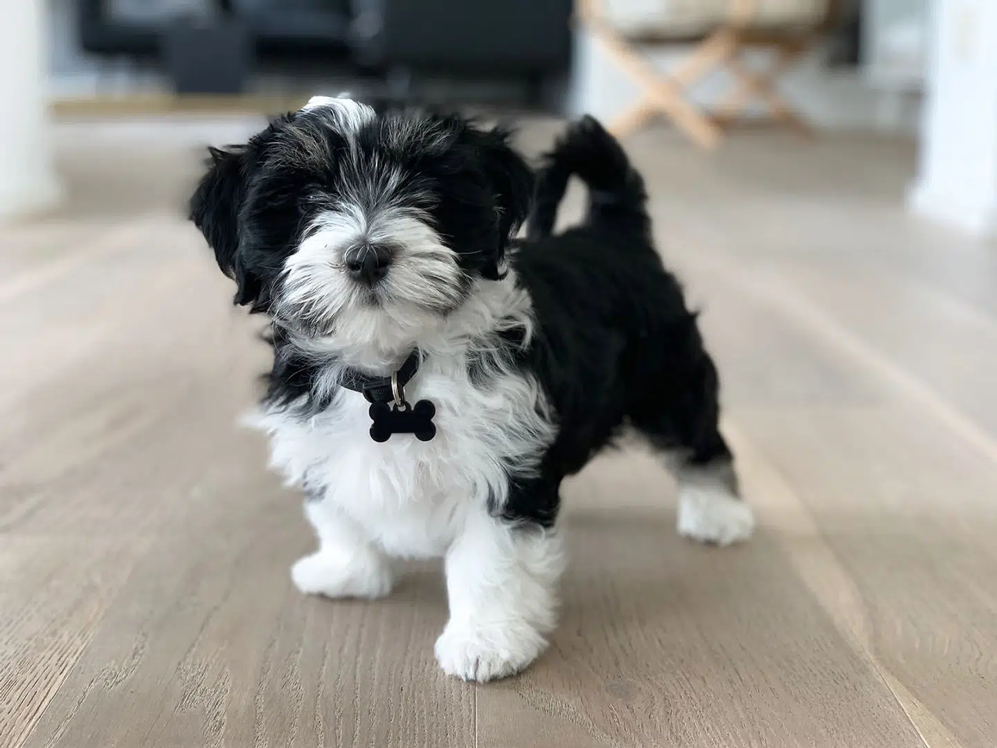 Trendforsker Louise Byg Kongsholm har selv fået en hundehvalp. Den hedder Anton og er en bichon havanais. Hun var så heldig, at hendes søsters hund fik hvalpe, og hun derfor kunne komme forrest i køen til en af de eftertragtede hvalpe.