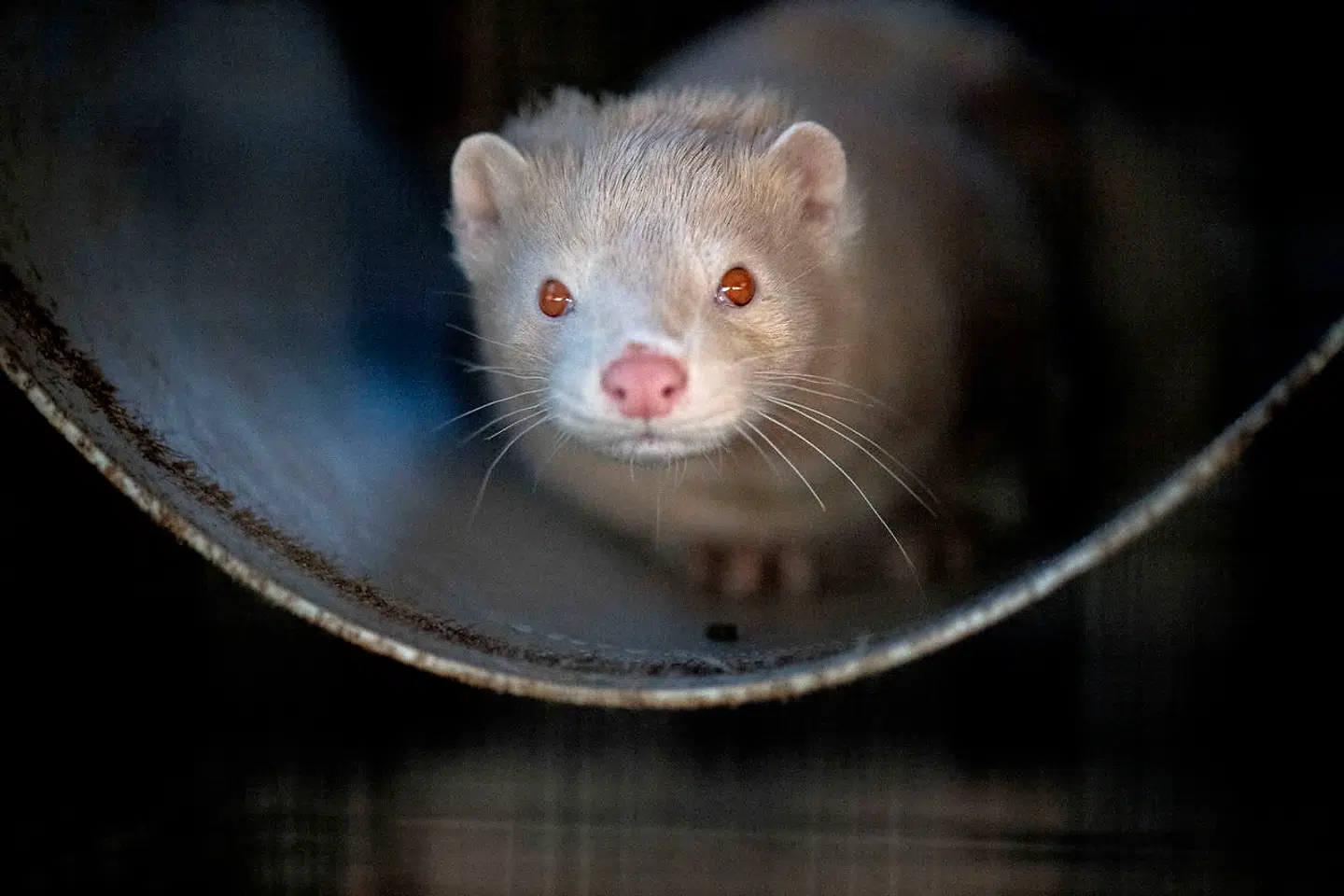 Nordjysk minkbesætning bliver aflivet, efter at myndighederne for første gang finder smittede mink i Danmark.