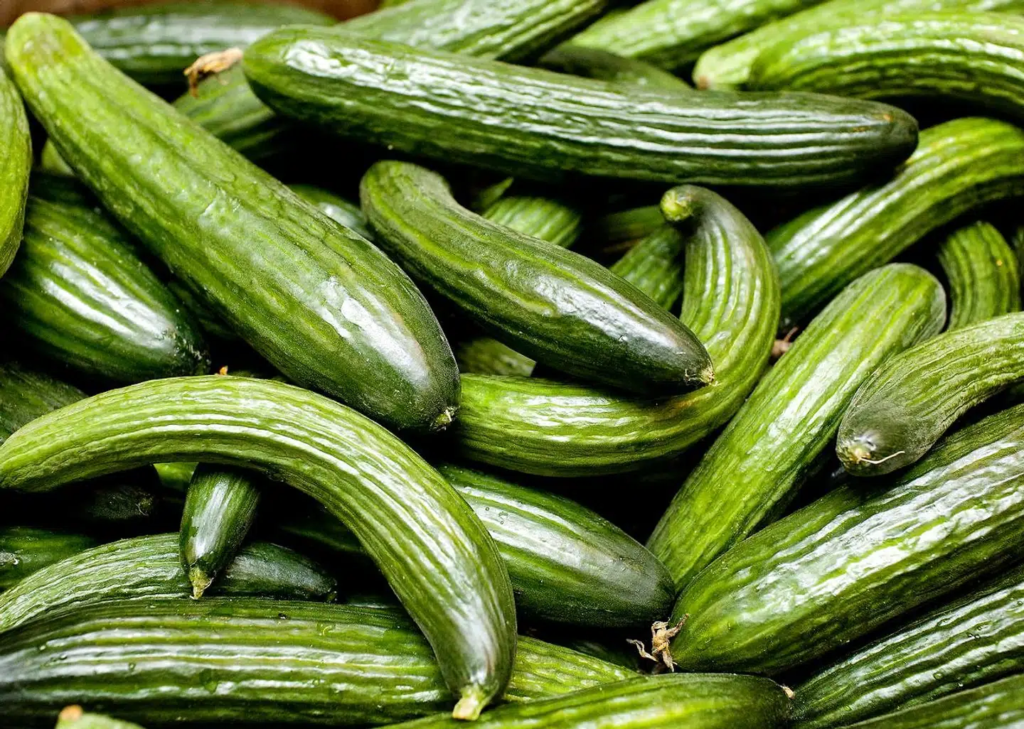 I et latrin i Svendborg blev der fundet spor af agurk og rabarber i afføring fra 1500-tallet. Det er overraskende, fordi man hidtil har antaget, at agurken kom til Danmark i 1600-tallet og rabarber først i 1800-tallet.