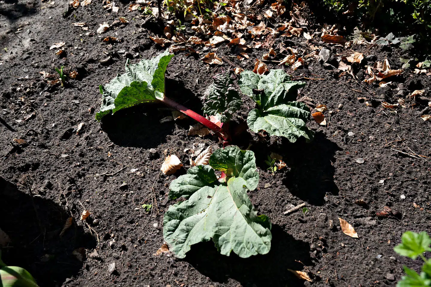 Rabarber ser ud til at være kommet til Danmark 300 år tidligere end først antaget. Planten har sandsynligvis været brugt som lægemiddel.
