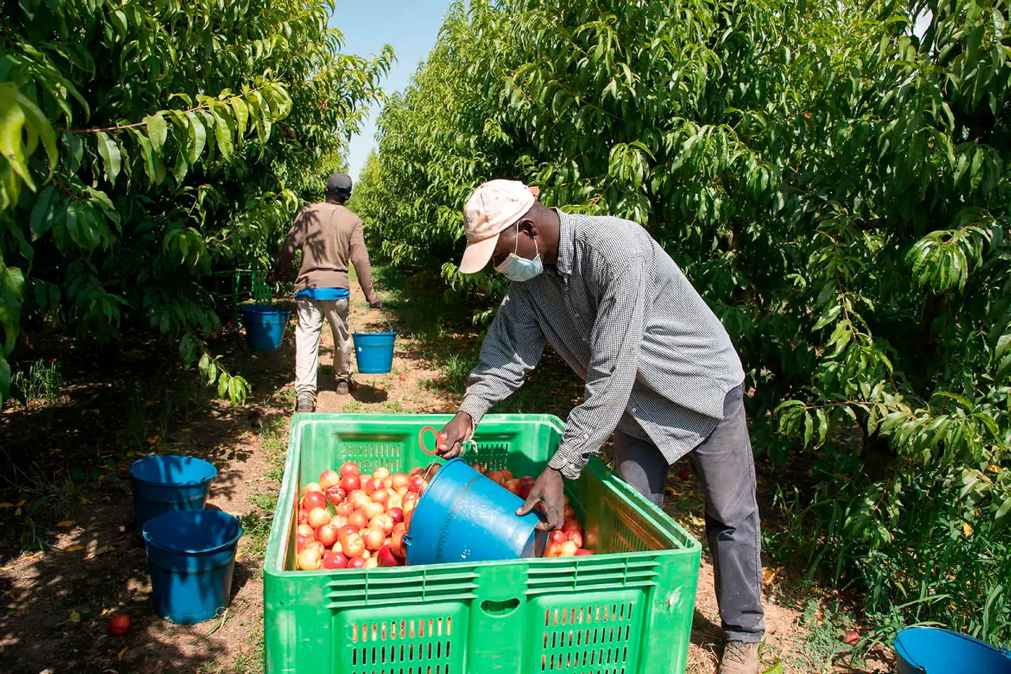 Afrikanske sæsonarbejdere i gang med høstarbejde i Alcarrás nær den catalanske by Lleida, der nu i adskillige uger har været isoleret fra omverdenen i forsøg på at bremse et voldsomt udbrud.