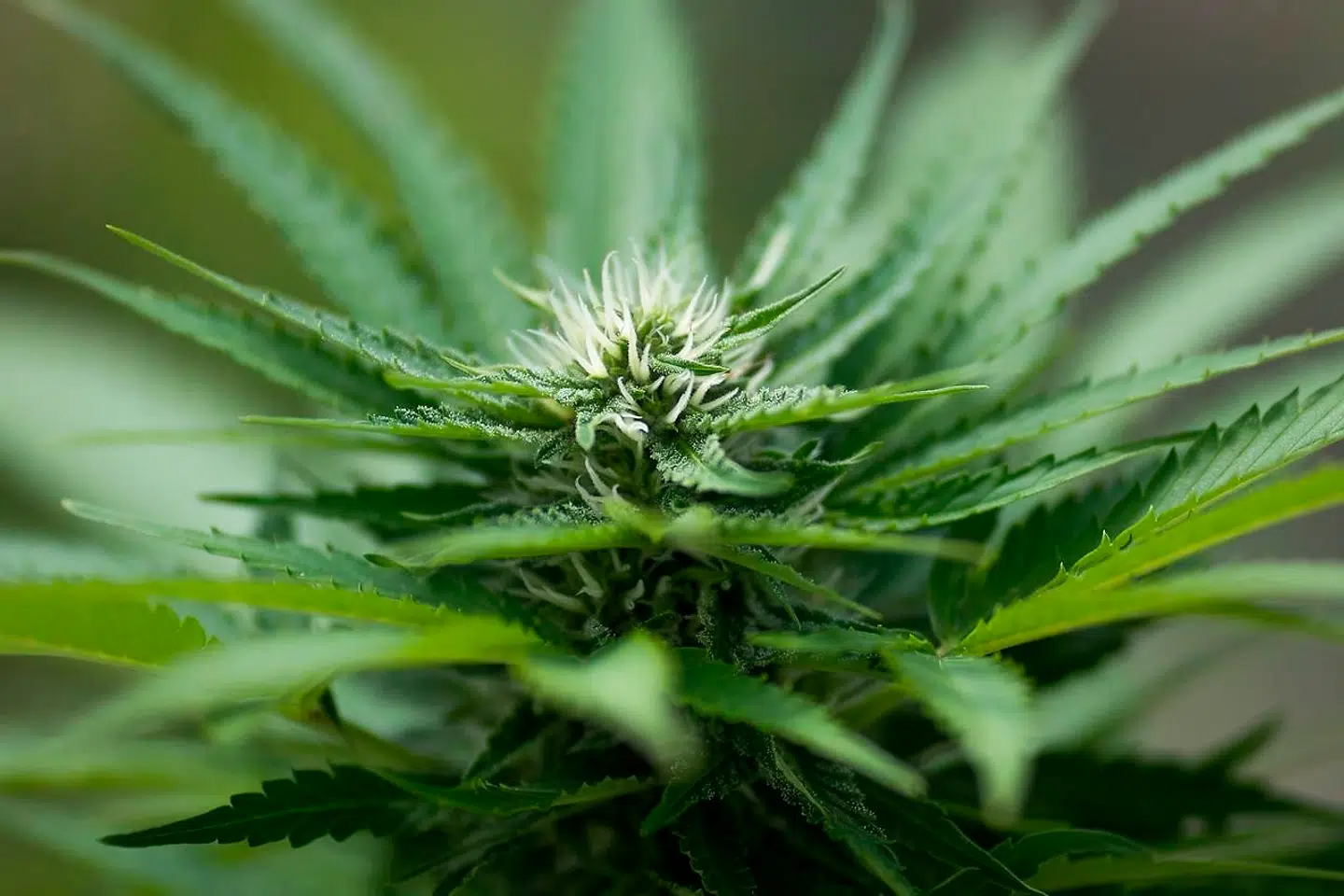 Nogle læger har udskrevet medicinsk cannabis til sig selv, viser en rapport fra Sundheds- og Ældreministeriet.