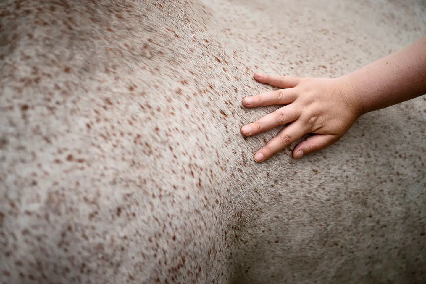 Hestenes ro og beroligende adfærd kan hjælpe mennesker med stress, mener Anna Maria Olsen.