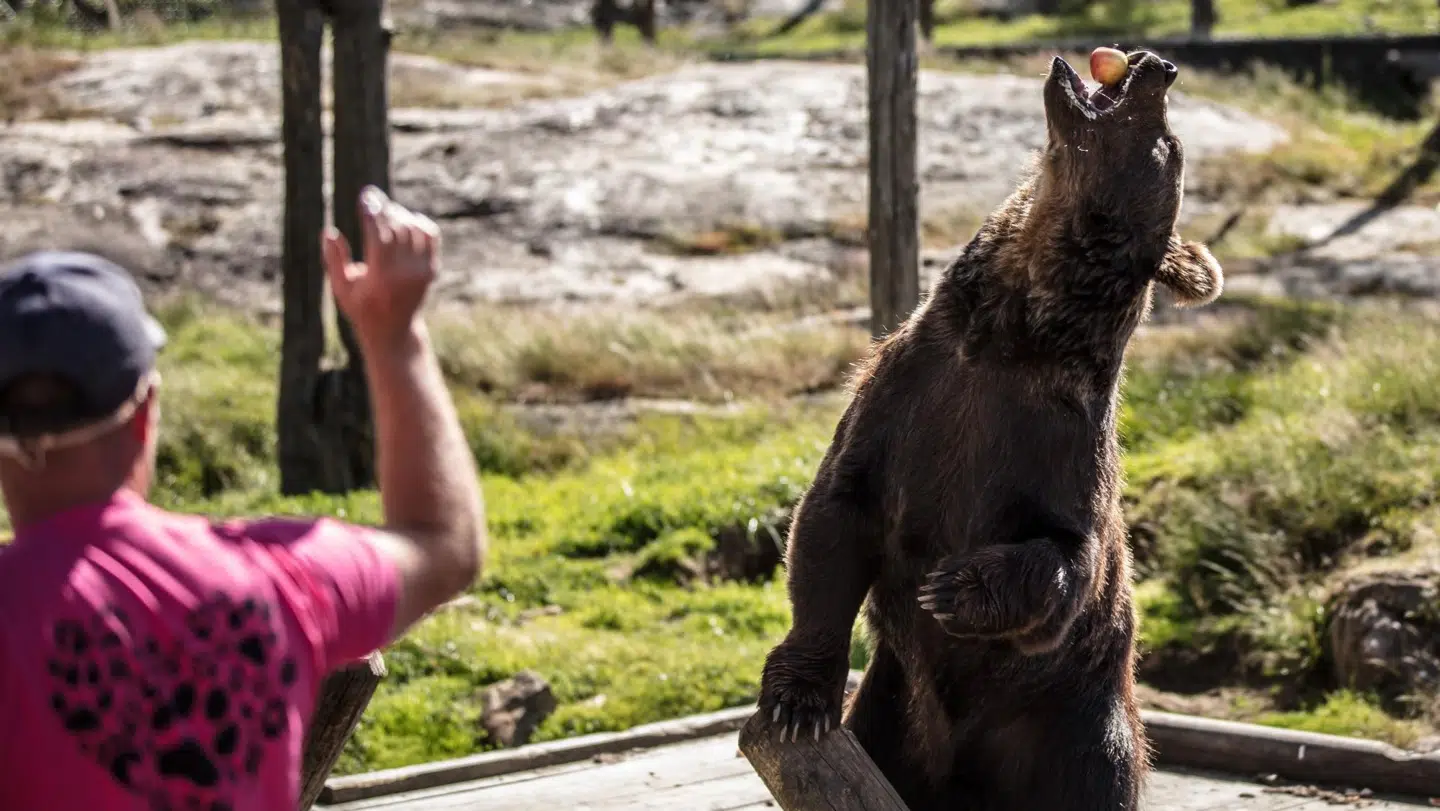 I Bjørneparken opstår der magiske møder mellem dyr og mennesker hver eneste dag. Der er en stor variation af norske rovdyr og vilde dyr, samt kendte husdyr fra bondegården.