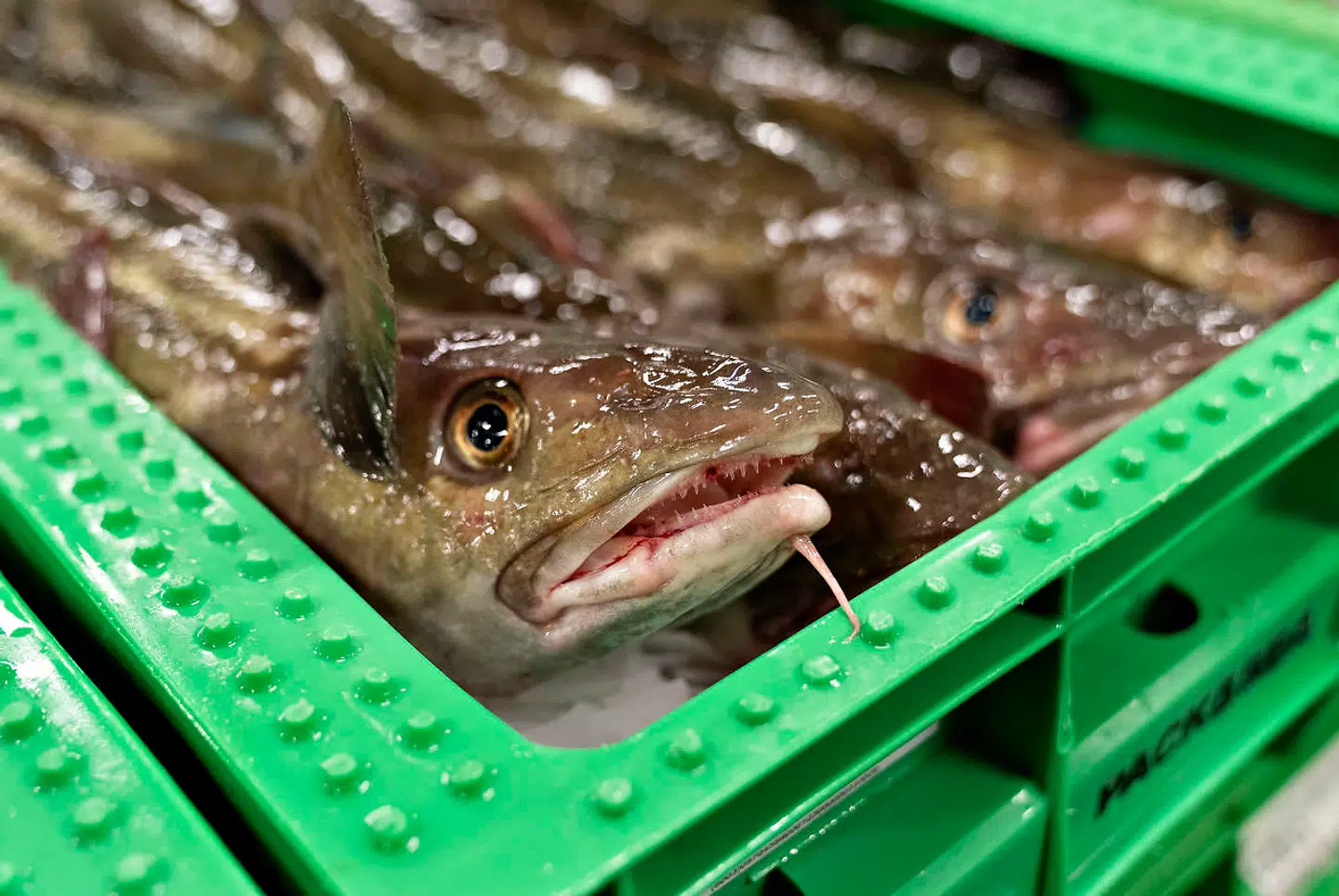 Der er rejst tiltale i sagen om fiskekvoter, oplyser SØIK. (Arkivfoto) - Foto: Henning Bagger/Ritzau Scanpix