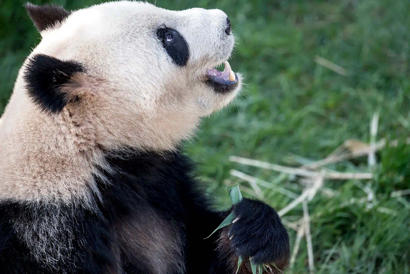 Den politiske fange Xing Er stak af og måtte uskadeliggøres med en bedøvende pil