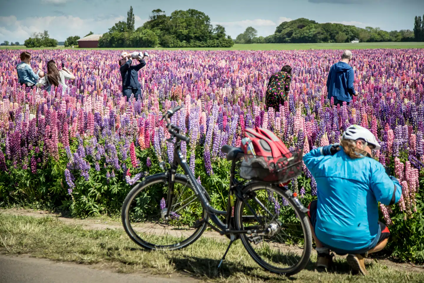 En mark med blomstrende lupiner på Lolland er blevet lidt af et tilløbsstykke. Ifølge TV2 Øst kører flere end 1000 biler dagligt forbi den farverige mark, og mange stopper for at f åsig en selfie.