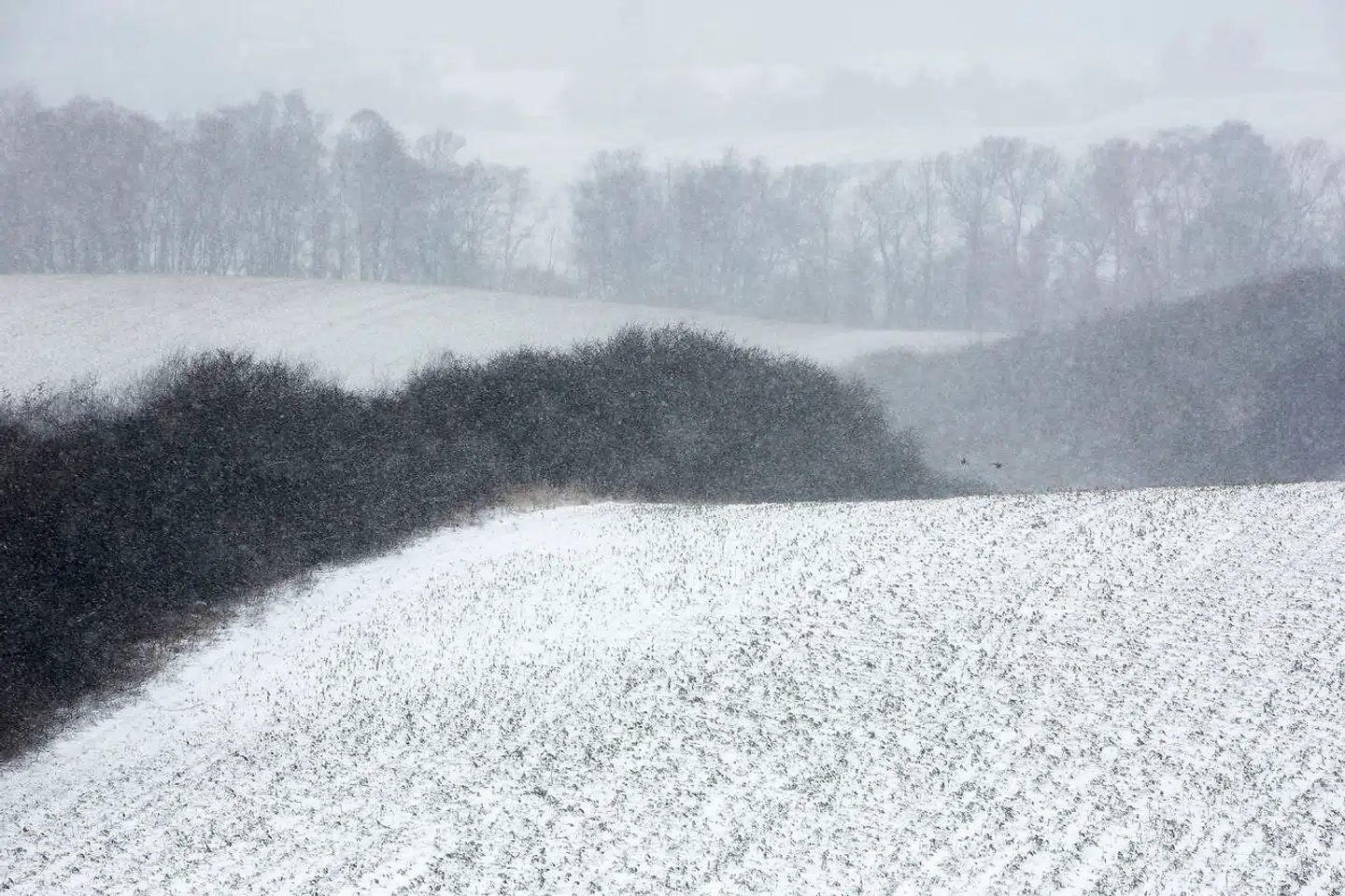 Vi kan opleve resonans, når vi ser snefnug falde ned fra himlen.