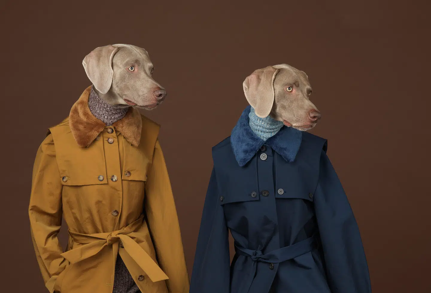 Den amerikanske billedkunstner William Wegman er mest kendt for sine portrætter af hunde, der opfører sig meget menneskeligt, som nu dette billede fra 2005, der selvfølgelig hedder »Looking Right«.