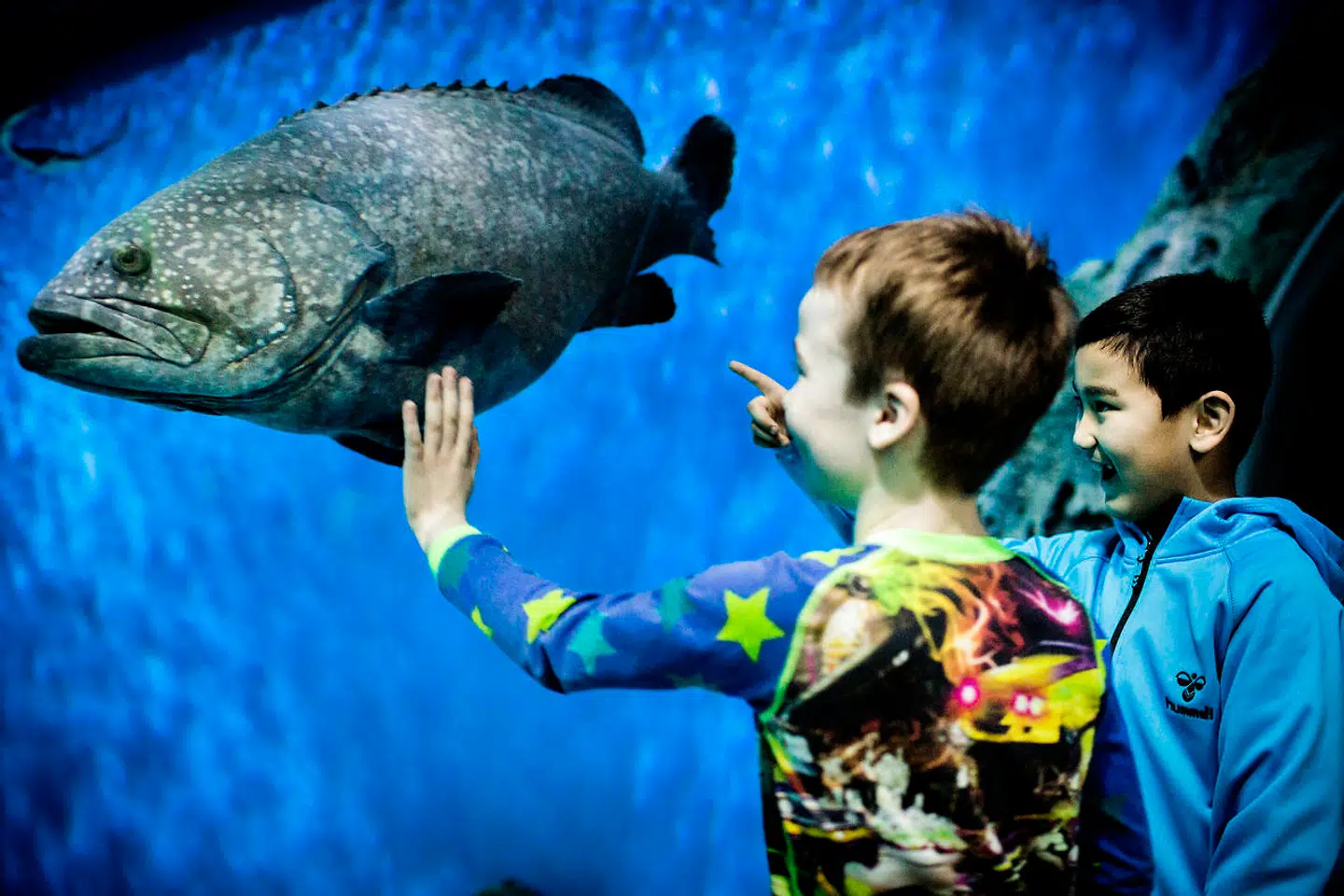 »Vi har mange levende dyr, der skal fodres. Det betyder, at vi ikke har særlig mange omkostninger, vi kan skære i,« forklarer Jon Diderichsen om den vanskelige situation, som Den Blå Planet står i.