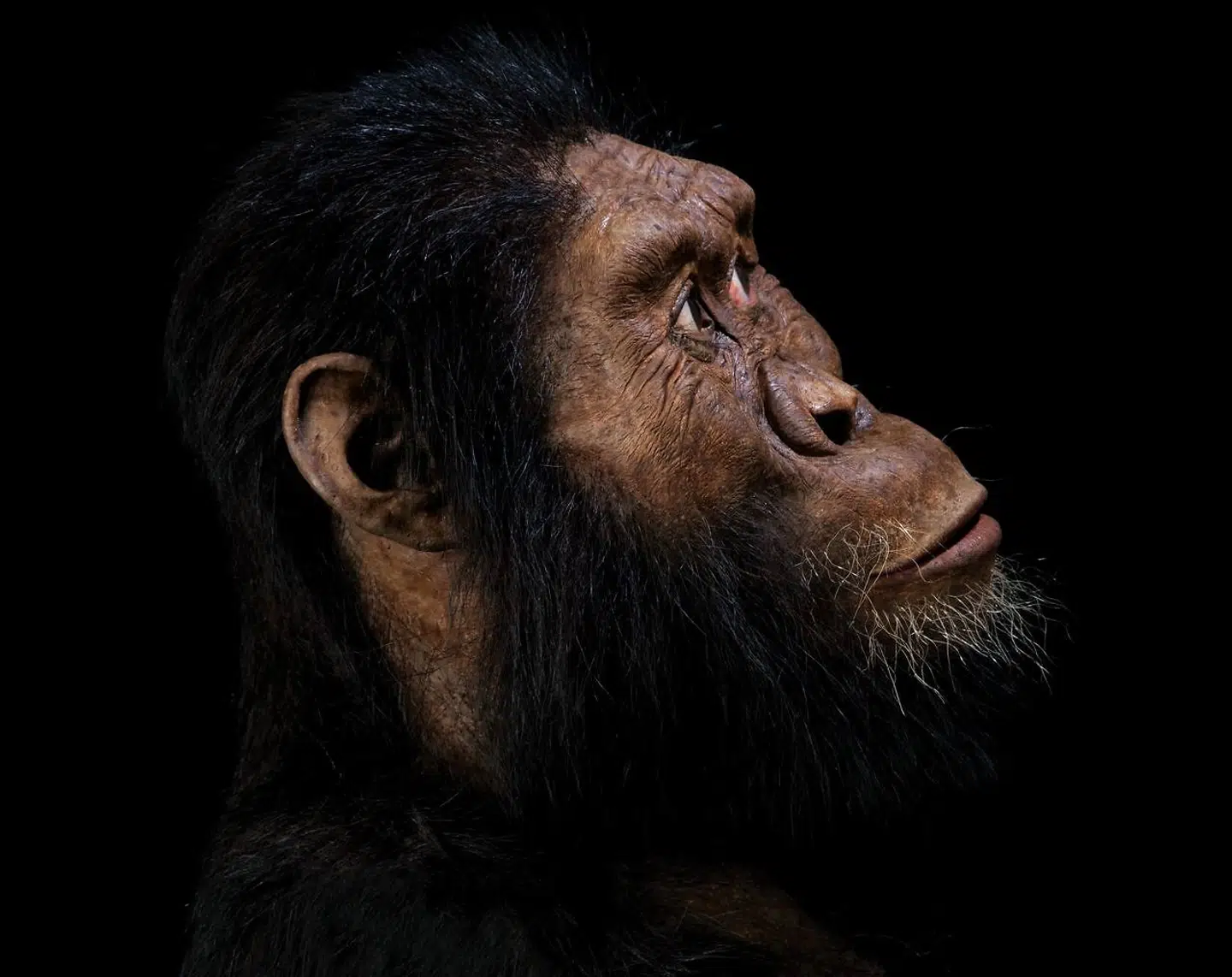 Australopithecus er en af vores forfædre og ikke nogen »abe« – for de nuværende aber har andre forfædre.