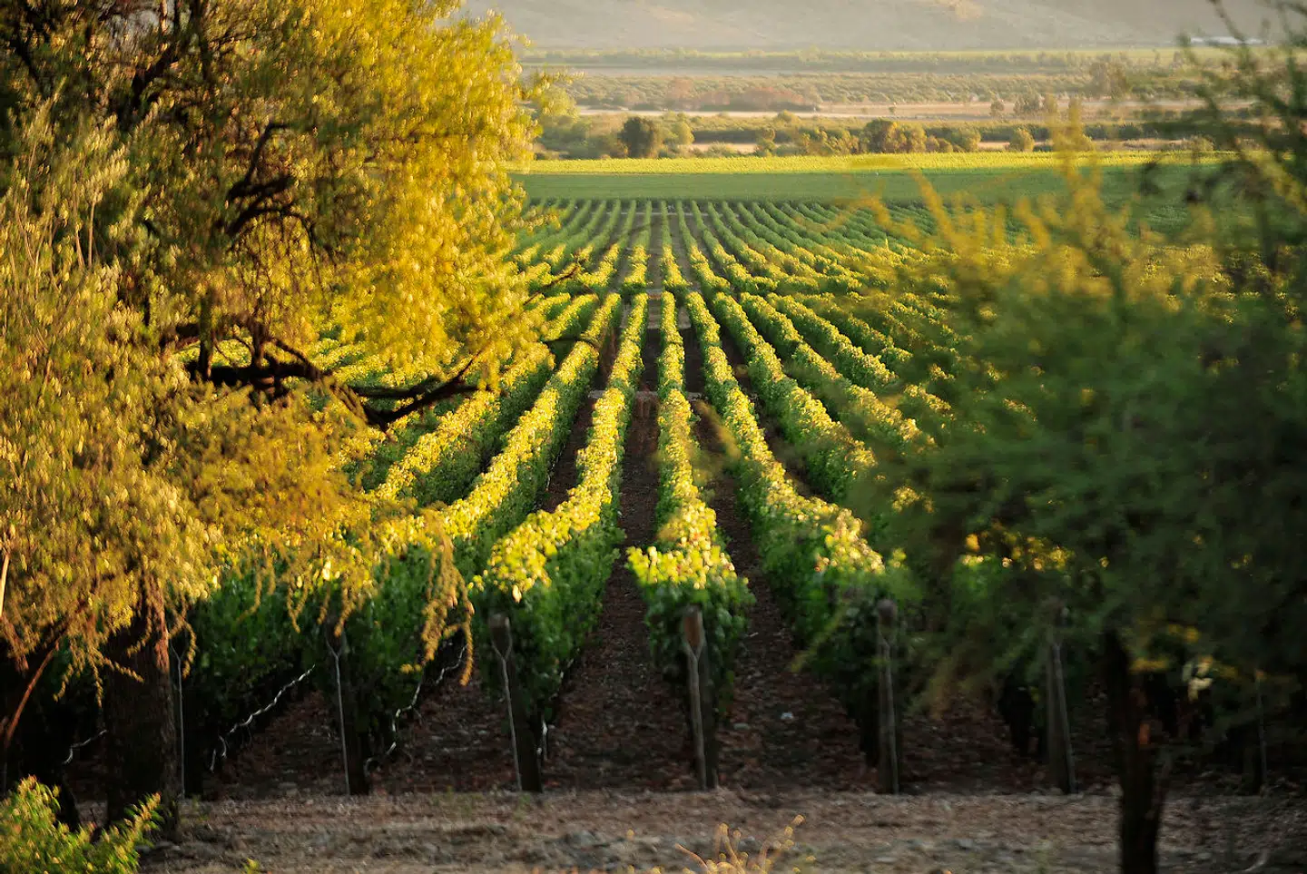 En afgrøde som vin kræver helt bestemt jordbundsforhold med rod i ældgammel geologi.