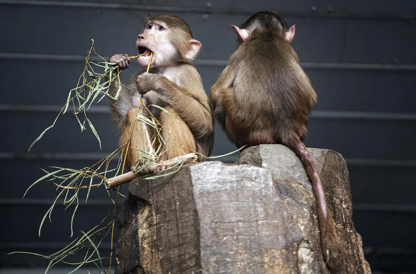 Zoologisk Have i København åbner igen lørdag. Nu har Kulturministeriet udstedt retningslinjer for Zoo og en række andre kulturinstitutioner under coronakrisen.
