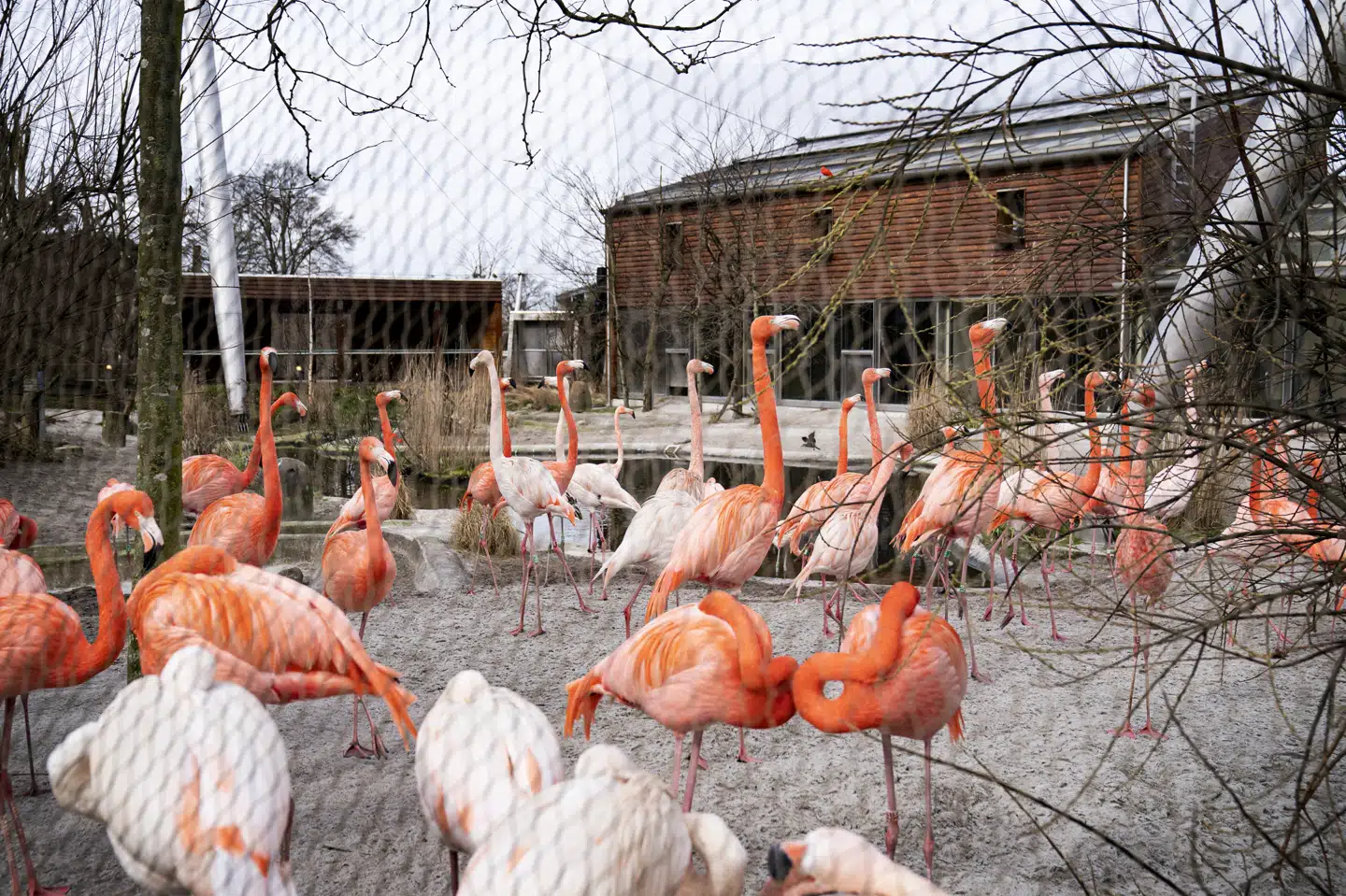 Zoologiske haver i Danmark kan igen åbne som et led i udvidelsen af genåbningens fase 2. (Arkivfoto) Ida Guldbæk Arentsen/Ritzau Scanpix