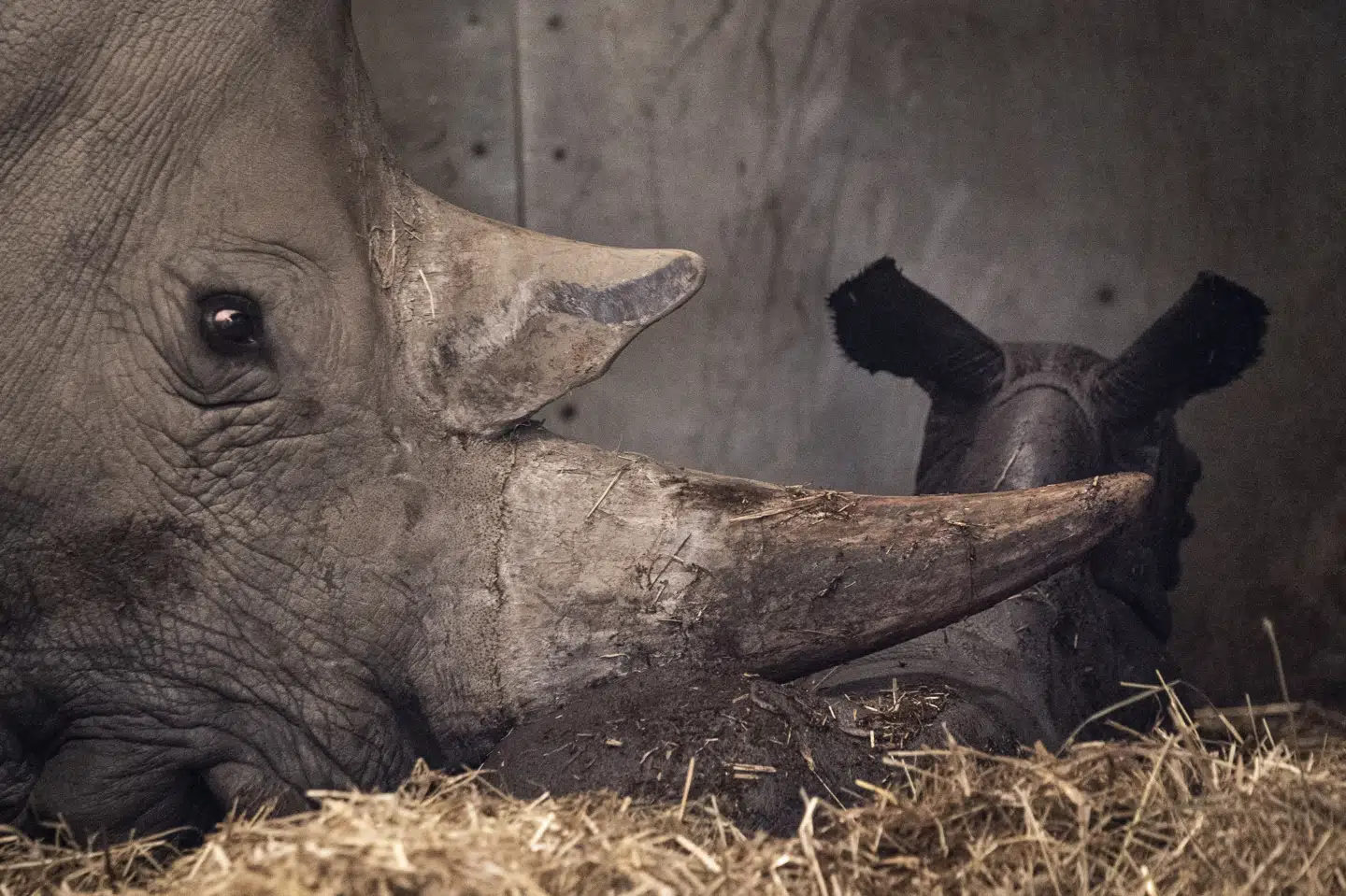 Københavns Zoologiske Have luftede tanker om at åbne, selv om haven ikke er den del af næste fase af genåbningsplanen. Men justitsminister Nick Hækkerup (S) pointerer, at det er forbudt. Niels Christian Vilmann/Ritzau Scanpix