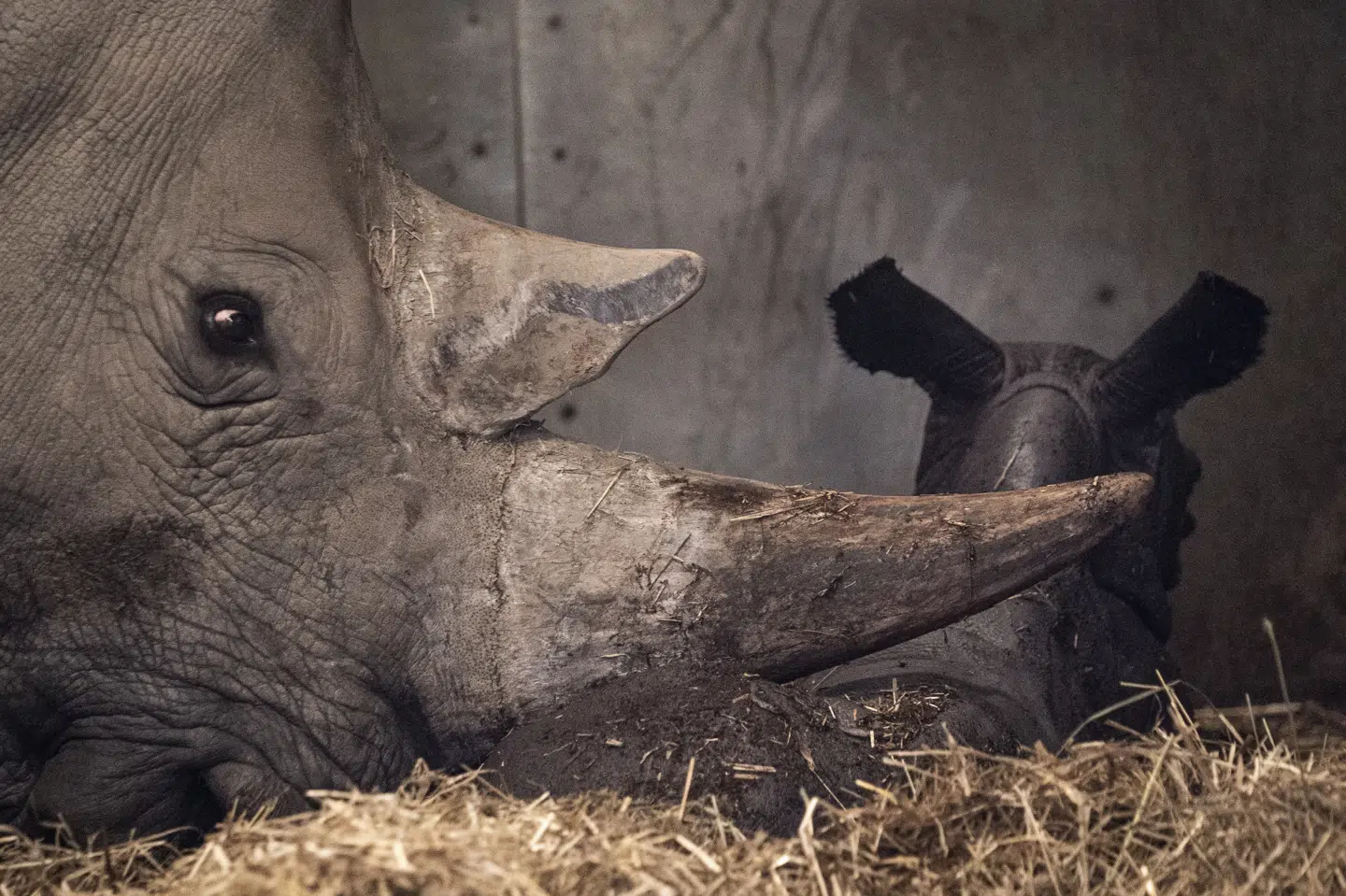 Københavns Zoologiske Have luftede tanker om at åbne, selv om haven ikke er den del af næste fase af genåbningsplanen. Men justitsminister Nick Hækkerup (S) pointerer, at det er forbudt. Niels Christian Vilmann/Ritzau Scanpix