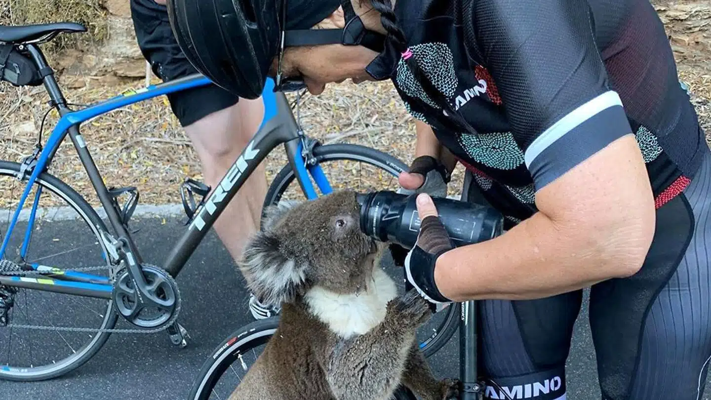 En tørstig koala fik sig en højst usædvanlig tår vand af cyklister ved Adelaide.