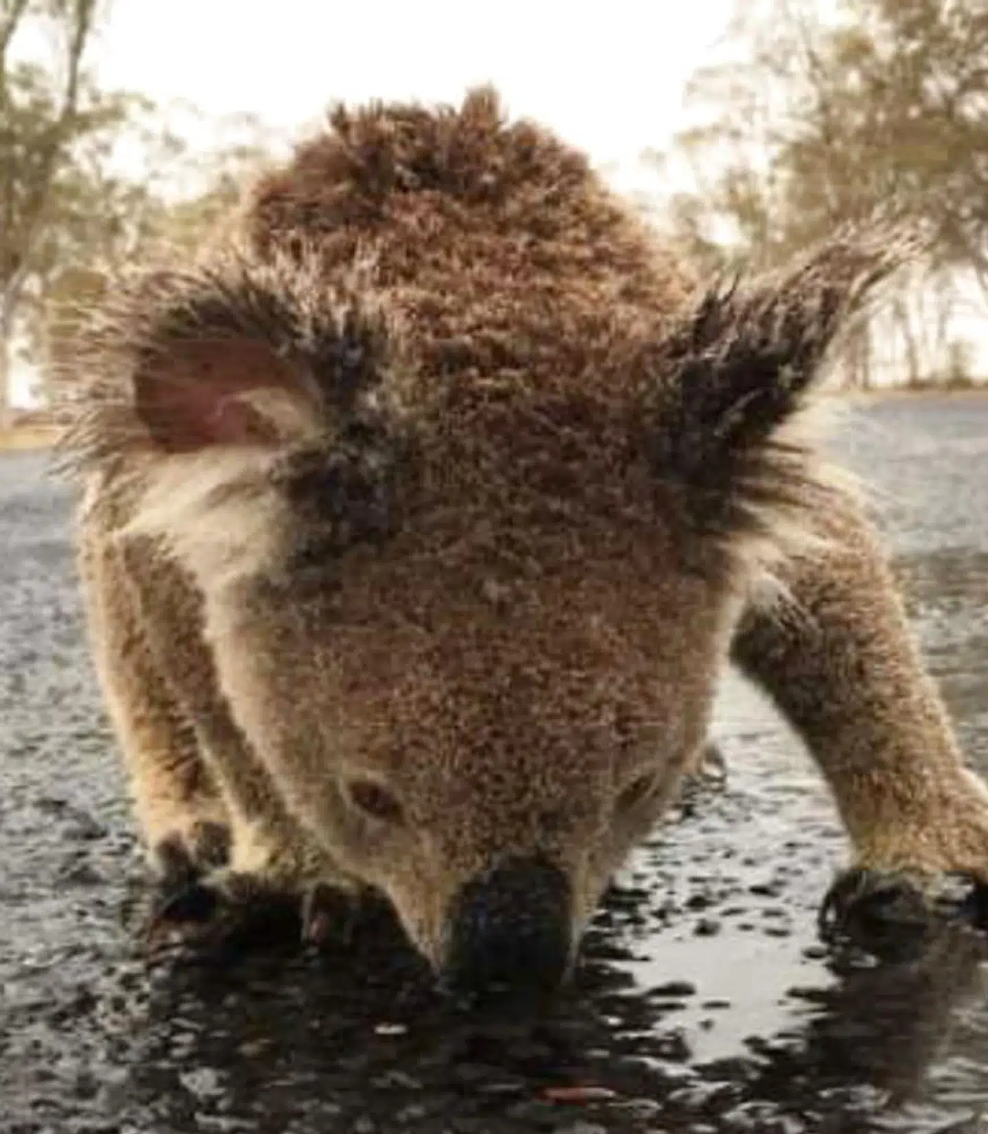 En tørstig koala har under et regskyl forladt sit træ for at drikke regnvand fra asfalten på en vej ved Moree i New South Wales. Billedet er fra tidligere i år og taget af en forbipasserende og lagt på sociale medier. Regnen kom i februar efter lang tid med mange, store og ødelæggende skovbrande i den australske delstat.
