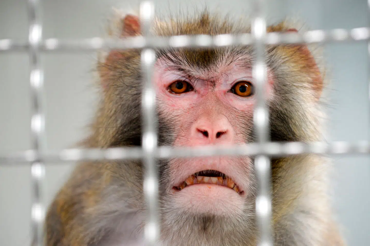 Makakaben er »det tætteste, vi kommer på mennesker«, siger en af forskerne bag studiet i Montana. Derfor er det så banebrydende, at de første forsøg med en mulig covid-19-vaccine på netop makakaben synes at virke.