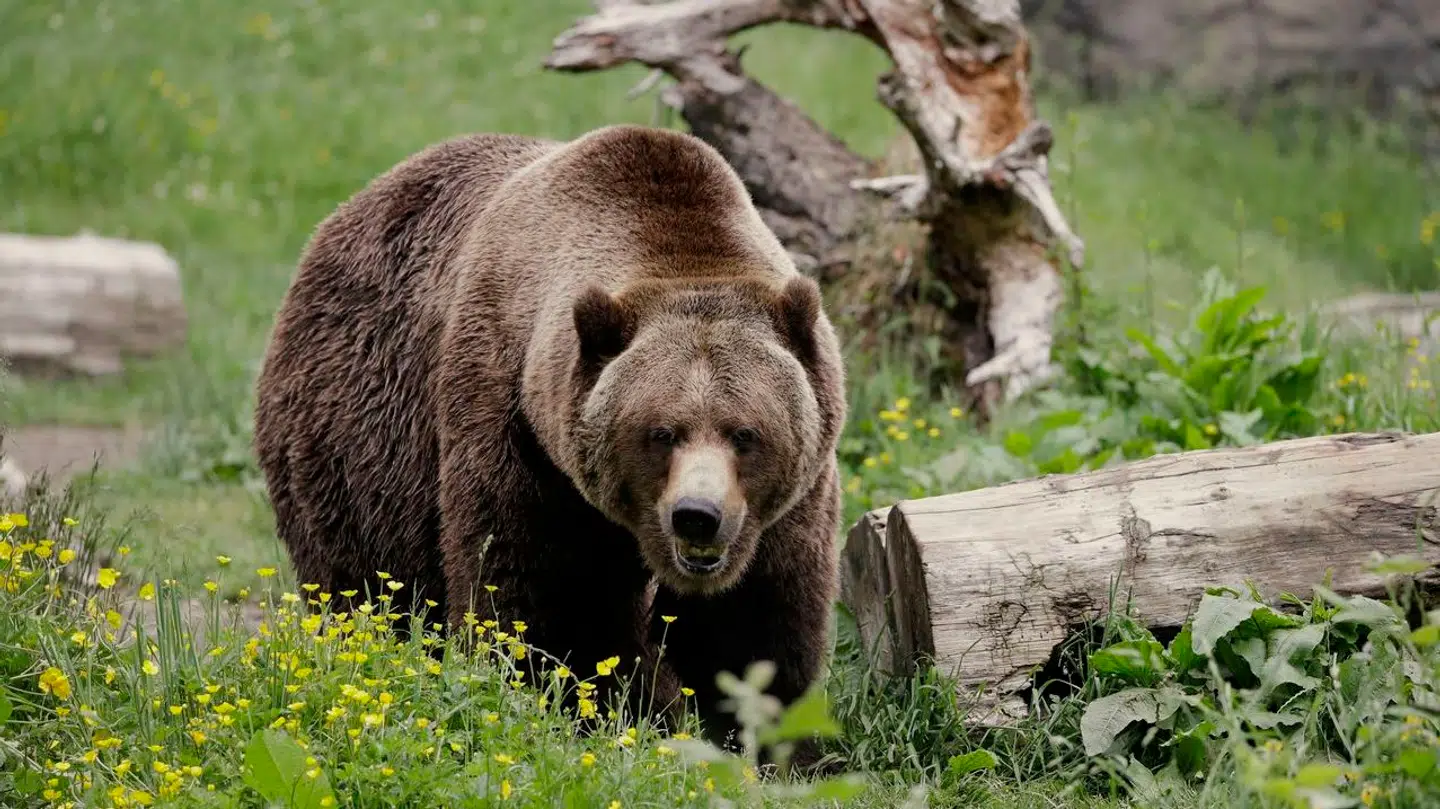 En kvinde har mistet livet efter et bjørneangreb.