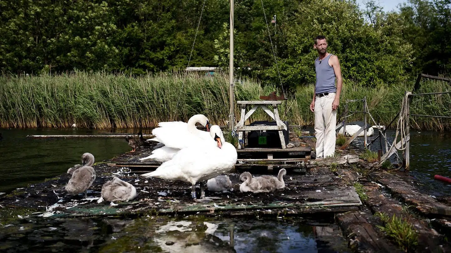 Svanefamilien har prøvet at få svaneunger længe, og endelig er det lykkedes dem. Forældrene er ved at skifte vingefjer og napper utålmodigt i fjerpragten, mens svaneungerne følger trop. Svanefamilien bor på de gamle flydespærringer, hvor Esben Banke også bor med sin båd, Tumerinden, og sit køkken, Agnete.