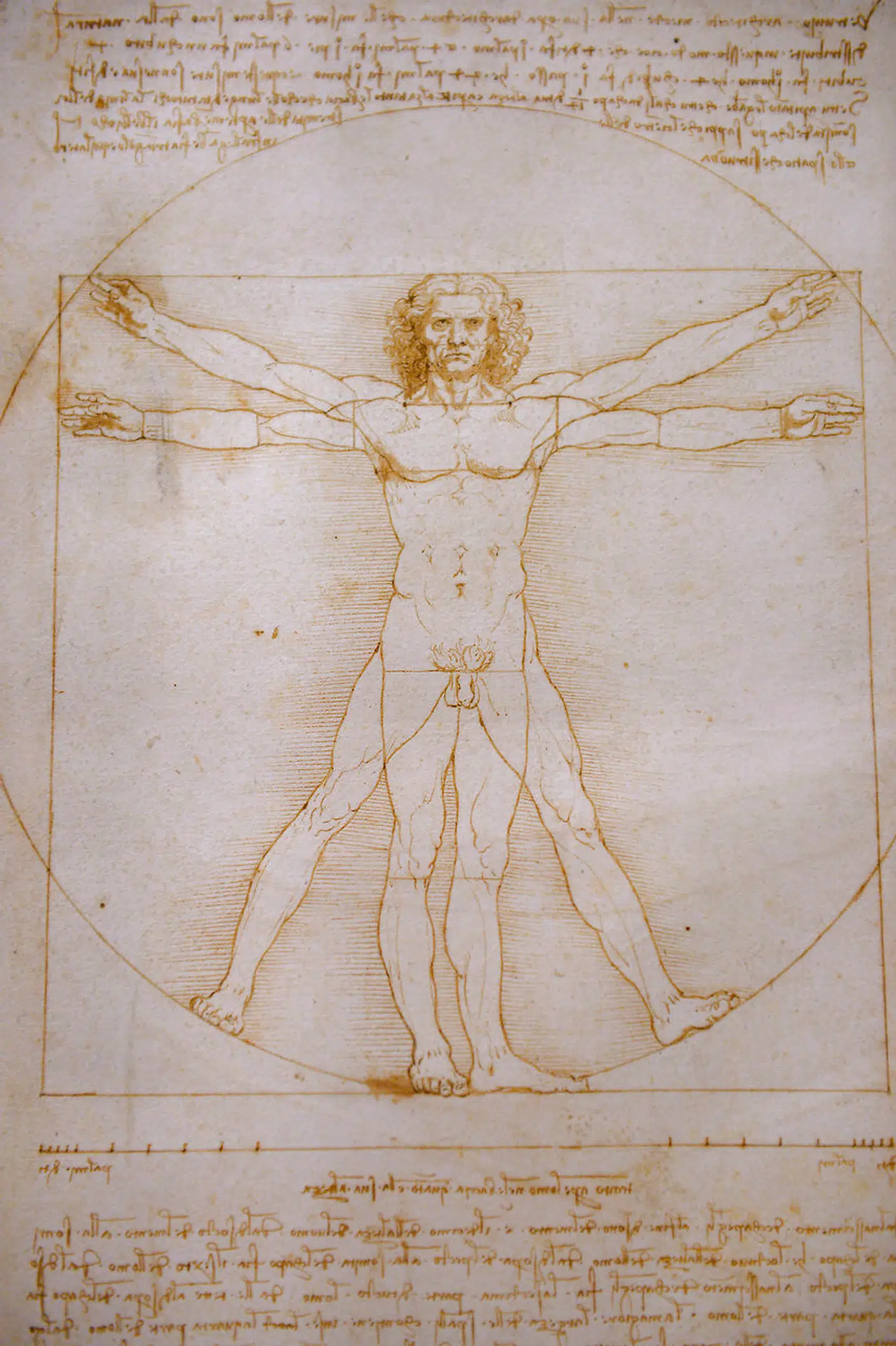 »Den Vitruvianske Mand« af Leonardo da Vinci er et typisk eksempel på renæssancens fascination af antikken og tanken om Homo mensura: Foto: GABRIEL BOUYS / AFP
