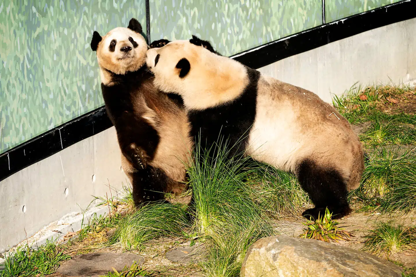 Zoos to pandaer kan tilsyneladende lide hinanden, men om deres møde munder ud i en parring og unger er stadig uvist.