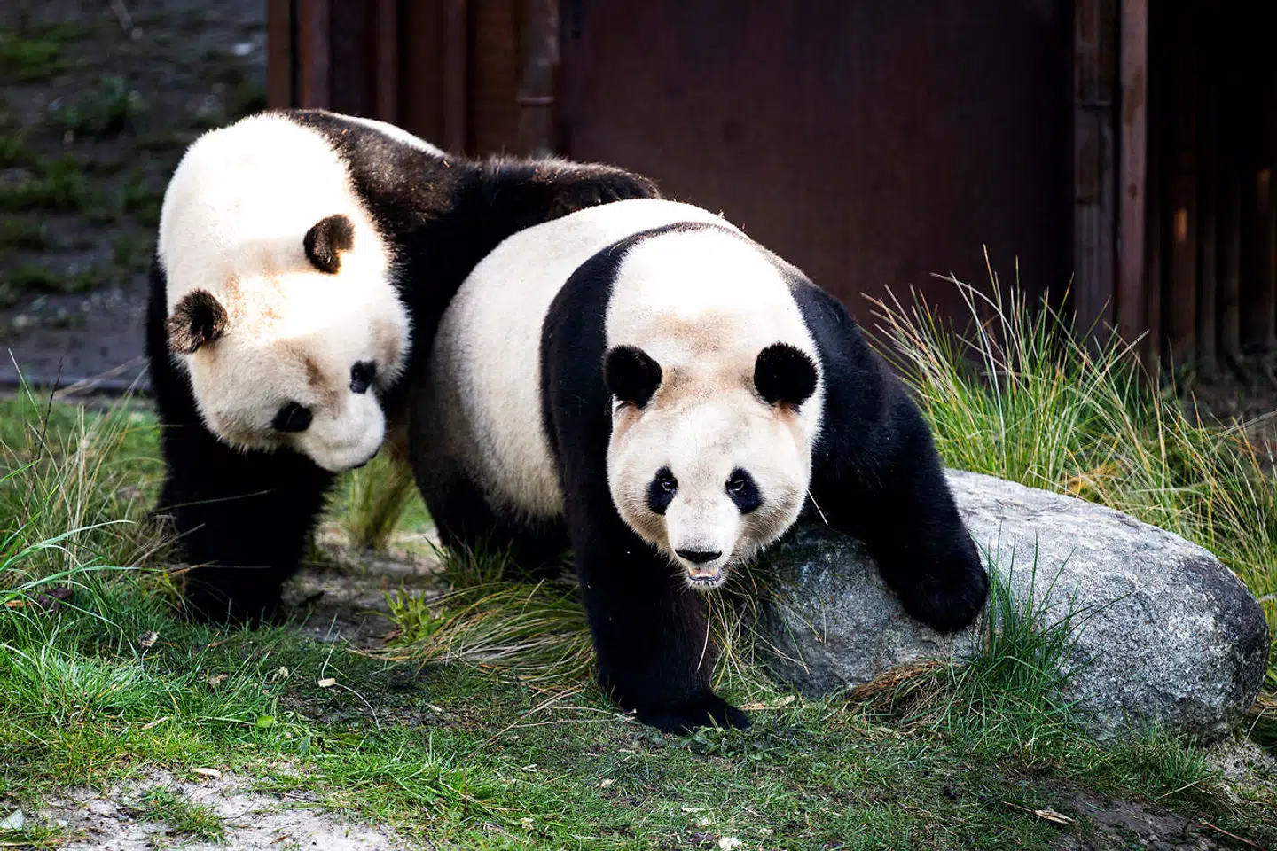 De fleste pandaunger i verden bliver født i fangenskab og opfostret af mennesker. Derfor har de ikke oplevet en naturlig adfærd og kan derfor have svært ved at parre sig.
