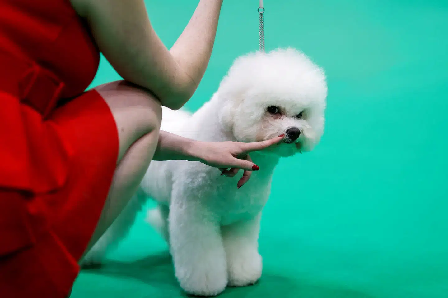 Hunde kan i sjældne tilfælde tilsyneladende blive smittet af ny coronavirus. Men de får stort set ikke symptomer, og meget peger på, at inficerede hunde ikke kan smitte andre hunde.