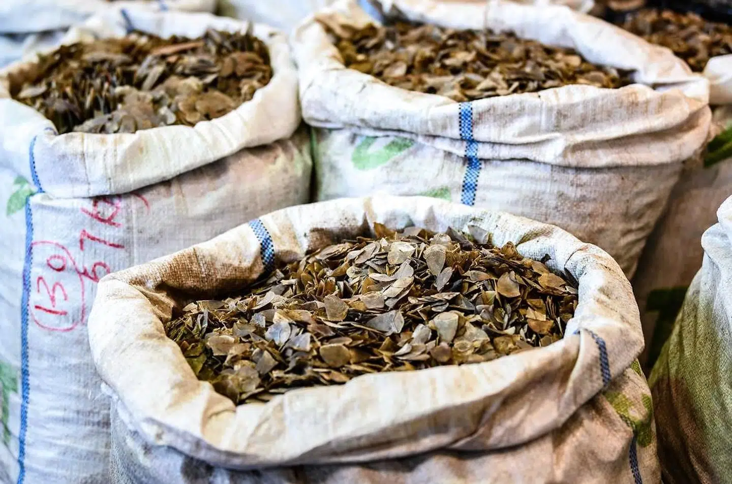 Sækkevis af ulovlige skæl fra skældyr konfiskeret sidste år af toldere i Hongkong.