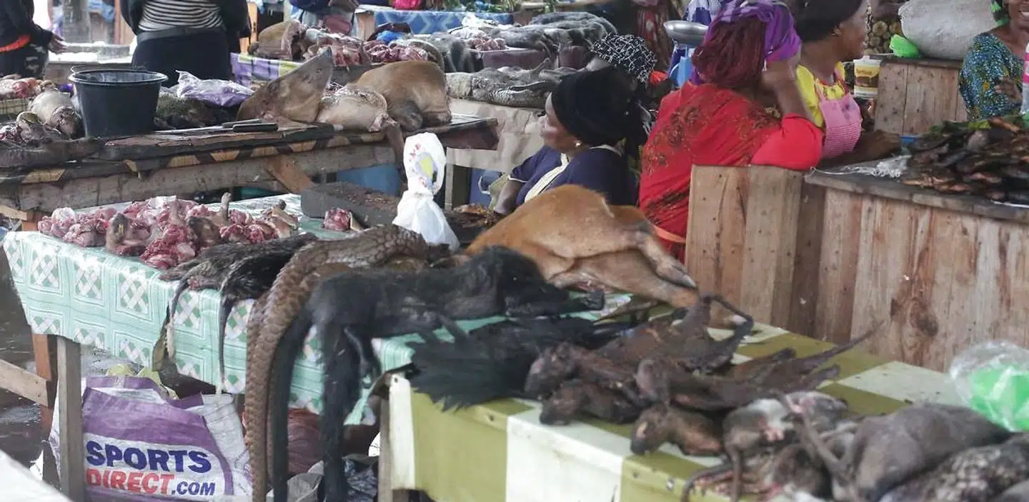 Skældyr og andet såkaldt bushmeat fotograferet på et marked i Libreville i afrikanske Gabon tidligere på måneden.