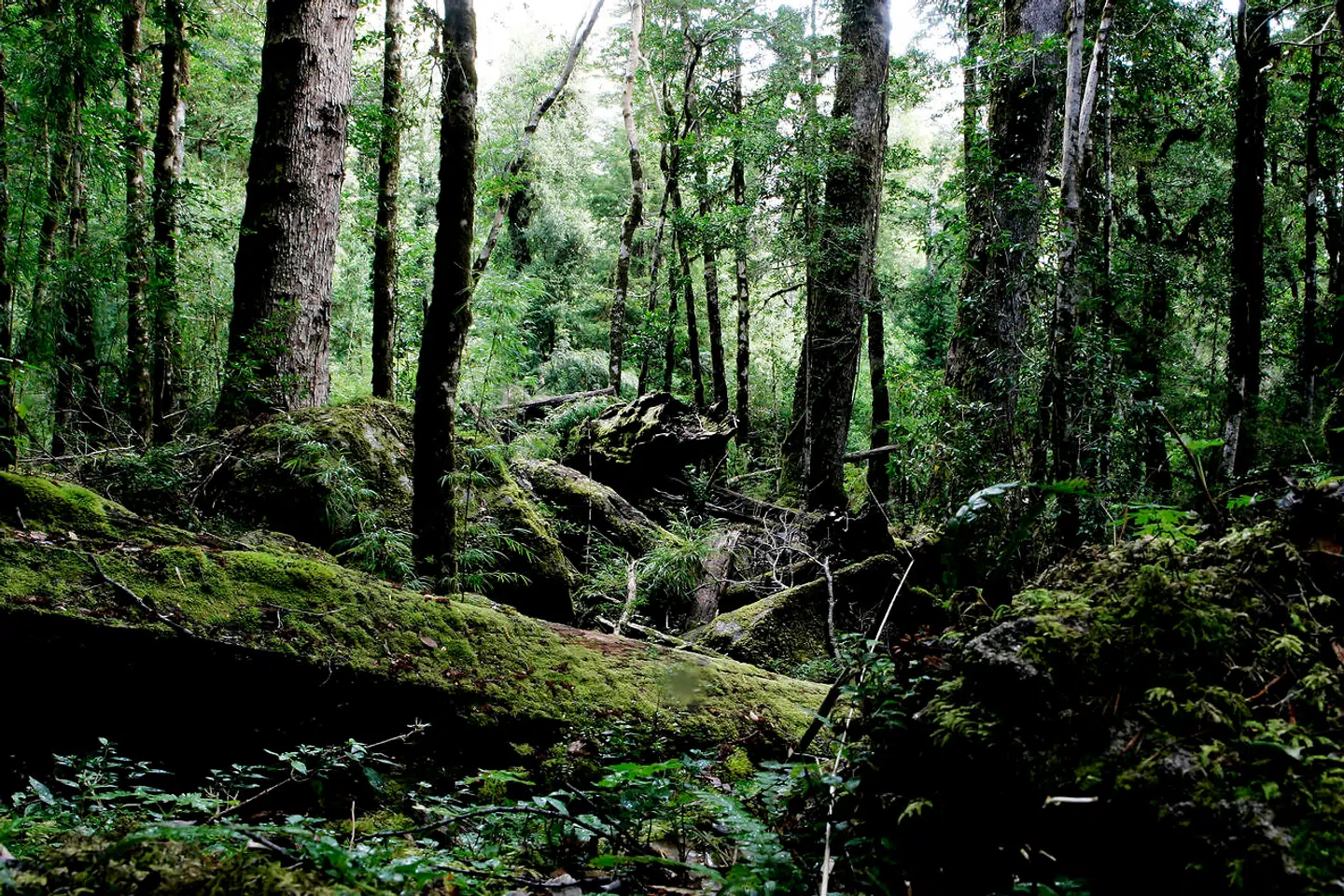 »Stormen har revet store grene af kirsebærtræet, som nu ligger spredt i græsset. Jeg ser det lige uden for mit vindue. Det er hårdt at bo i naturen. Det er en evig påmindelse om, at jeg skal dø. At alle skal dø.«, skriver Dy Plambeck.