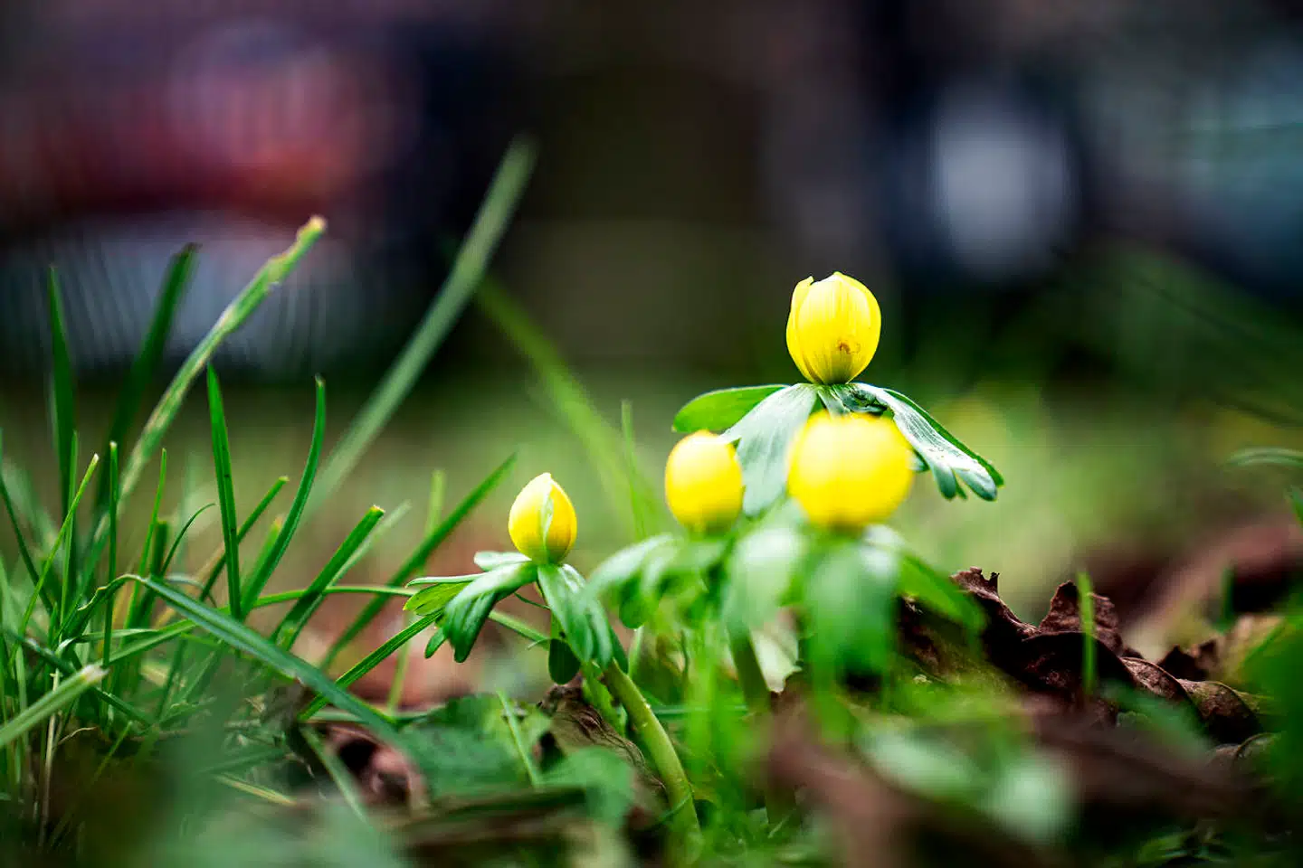 Der er forår at spore i danske aktier tirsdag morgen.