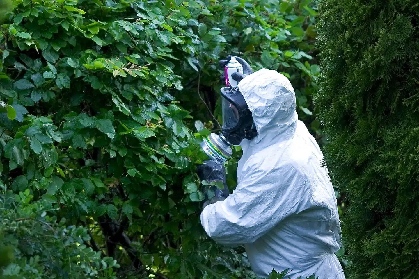 »Hvordan påvirker klimaændringerne infektionssygdomme som corona? For ændringer i klimaforhold vil påvirke livsbetingelserne for insekter og større dyrs sæsonbetingede migrationsmønstre og betyde, at visse vektorbårne sygdomme breder sig til områder, hvor de ikke tidligere er forekommet,« skriver Rico Kongsager.