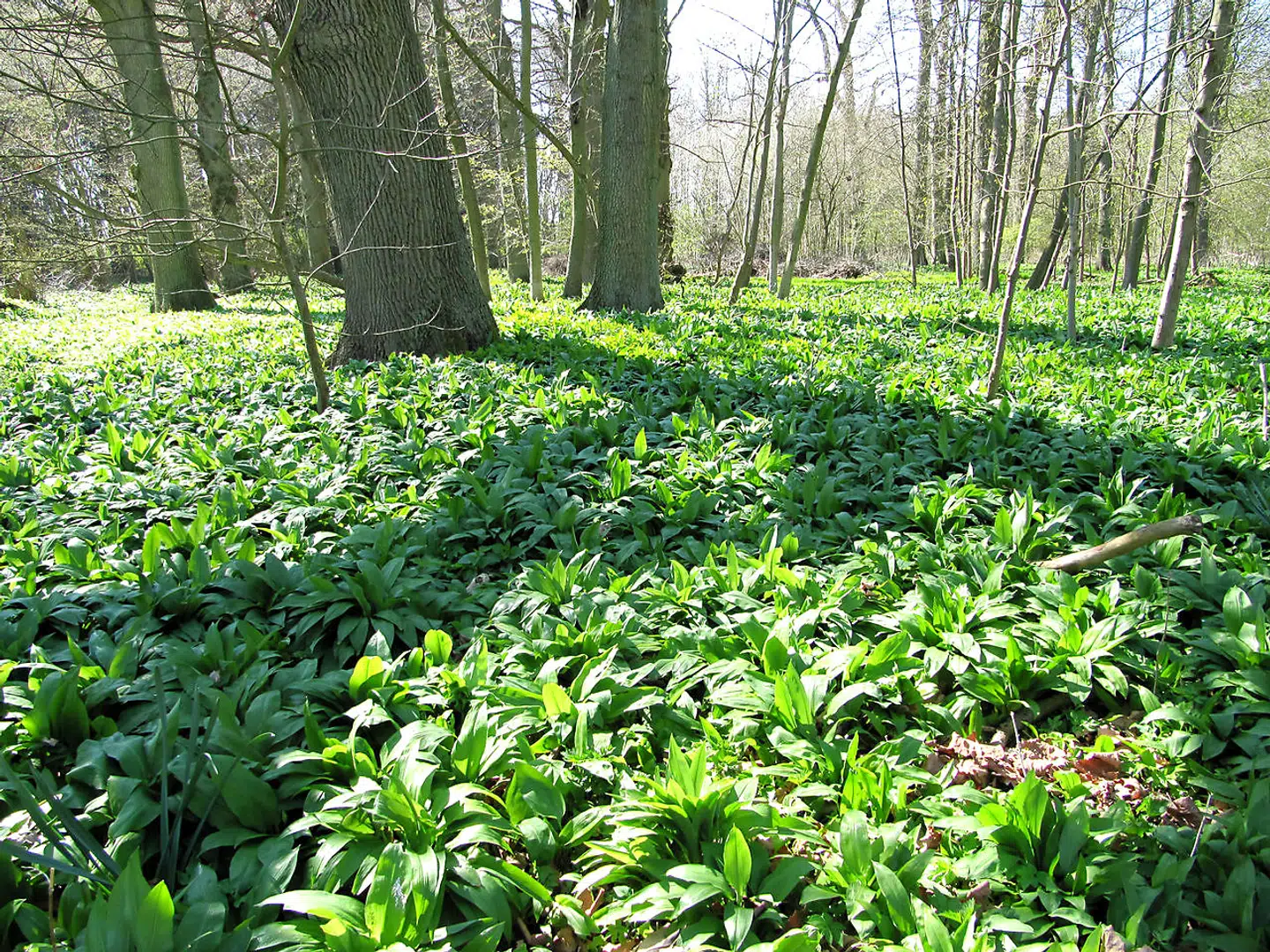 FInd masser af ramsløg i naturen. Det giver også god motion.