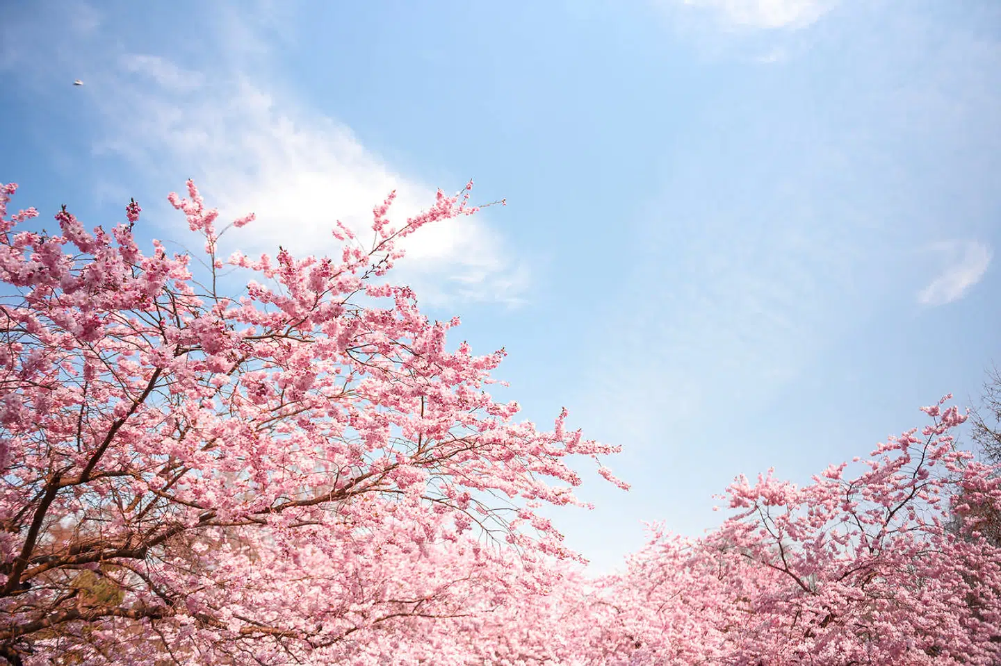 Så er nedtællingen begyndt til en af forårets oplevelser: de mange blomstrende kirsebærtræer på Bispebjerg Kirkegård. De plejer at springe ud i sidste halvdel af marts og i begyndelsen af april, og mange københavnere lægger vejen forbi for at betragte de lyserøde blomster.